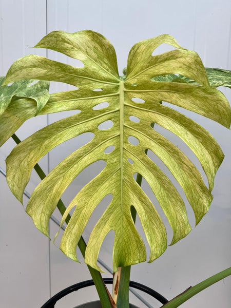 monstera plants for sale Monstera Full Mint deliciosa borsigiana Variegata (Nr 3)