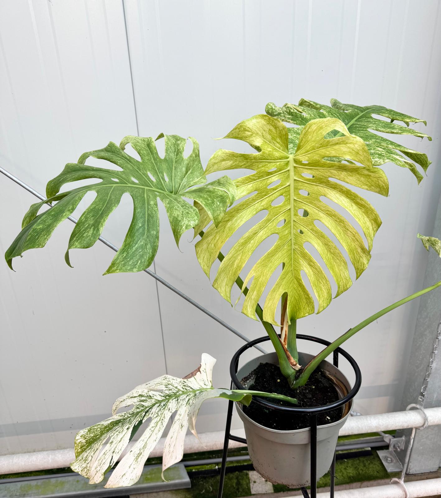 Monstera Full Mint deliciosa borsigiana Variegata (Nr 3)