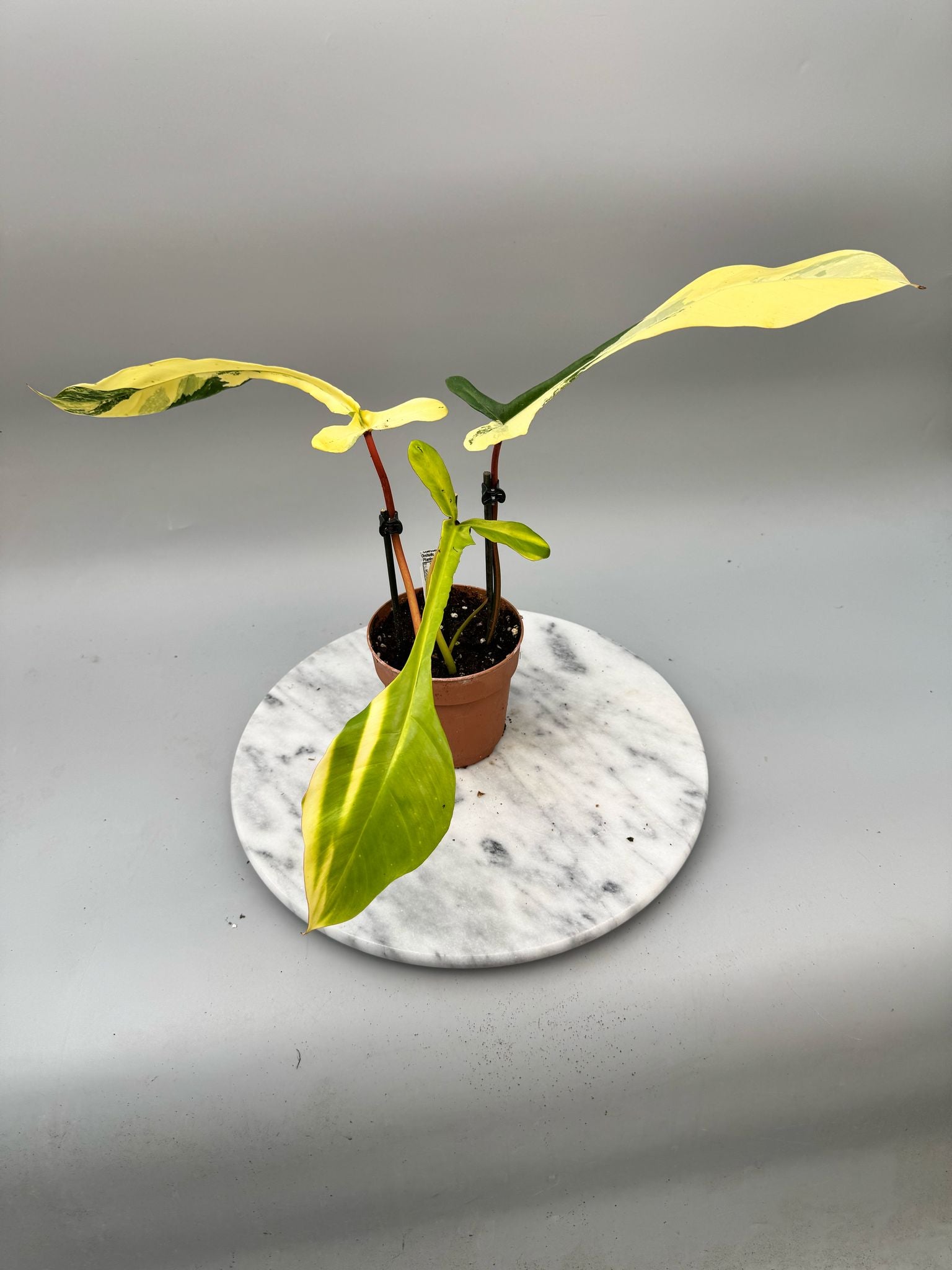 Philodendron joepii variegated (Nr 1)