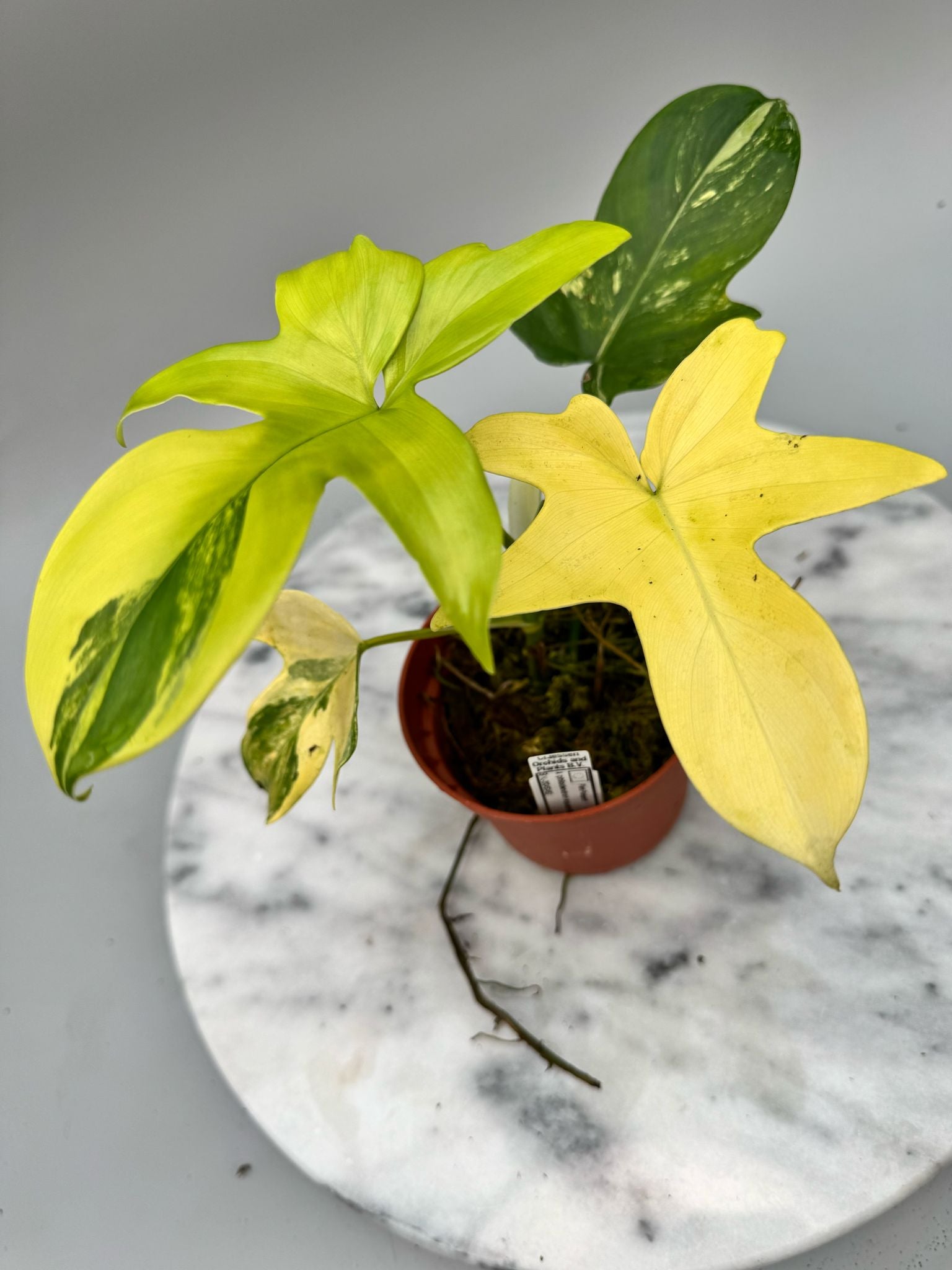 Philodendron squamiferium variegated (Nr 1)