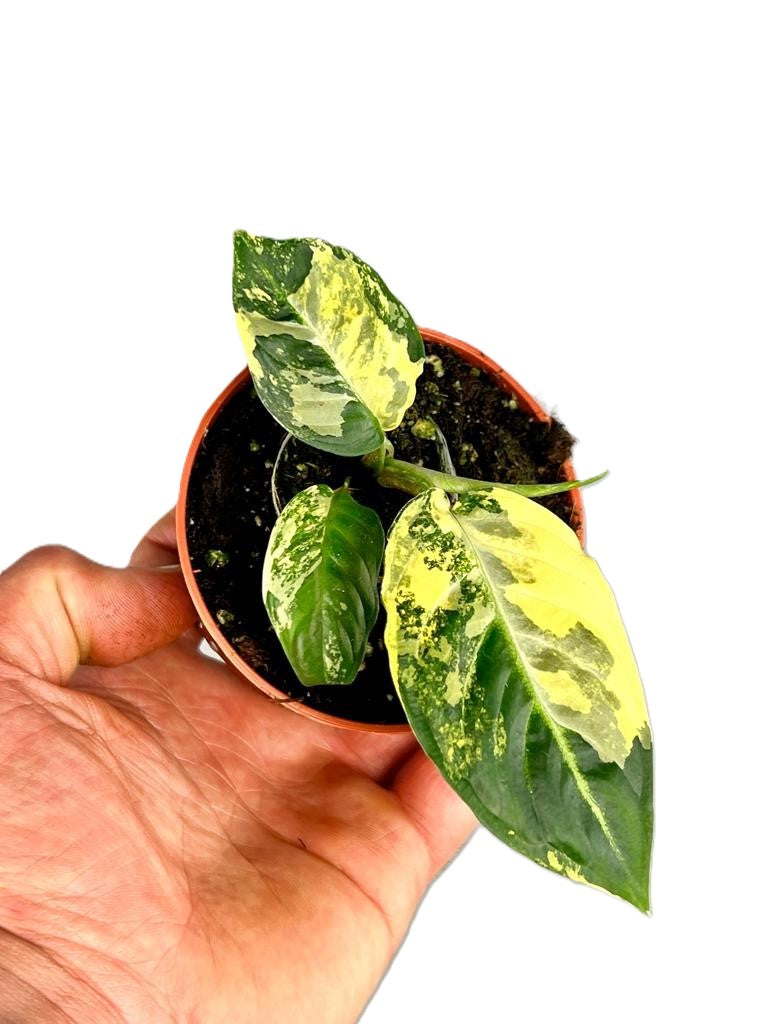 Xanthosoman lindenii variegata (Preorder +/- 6 weeks)