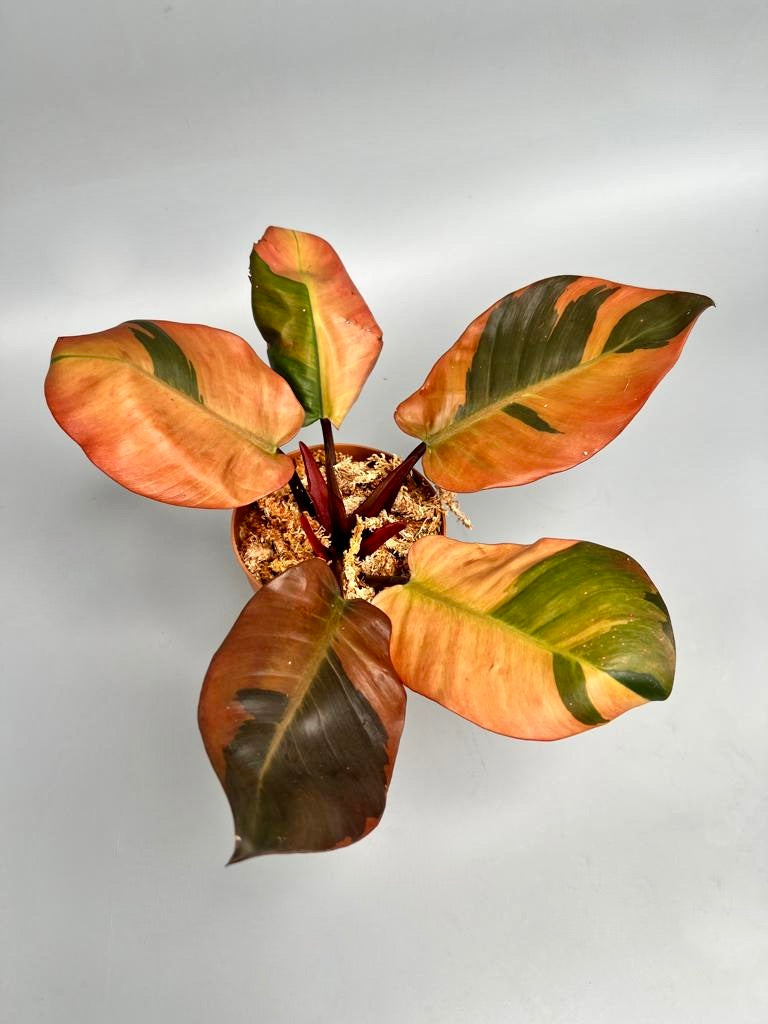 philodendron black cardinal rare Philodendron "Black Cardinal" Variegated 'Small Size'