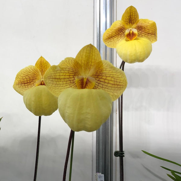 パフィオ Paph.Fumi's Delight 最新実生苗 北軽ガーデン＊-Fa Golden x micranthum ＊洋蘭＊パフィオ＊