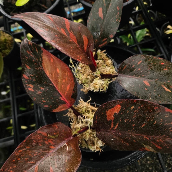 Philodendron Orange Princess