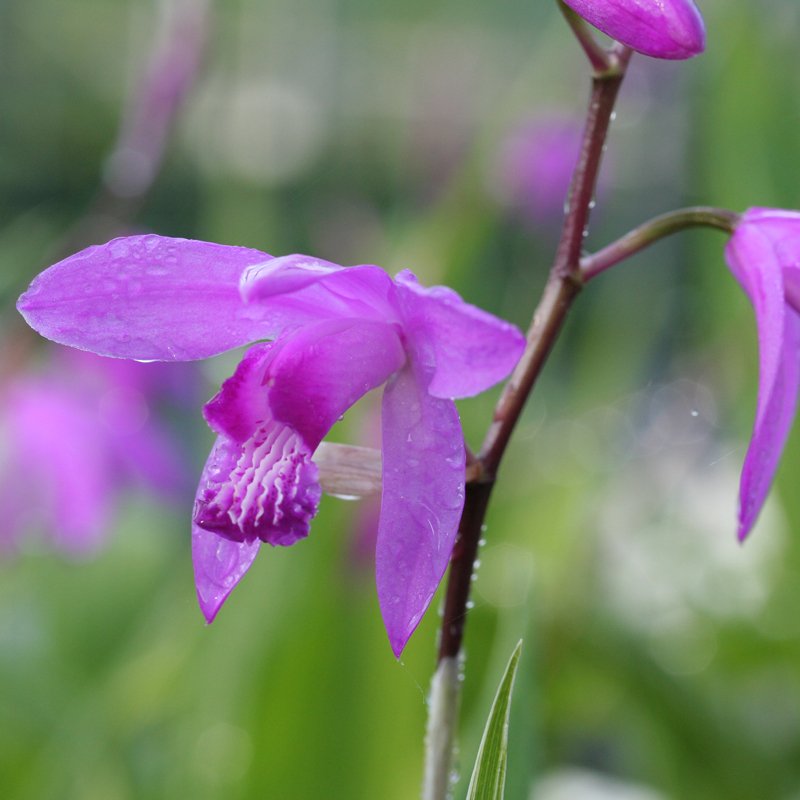 Bletilla striata