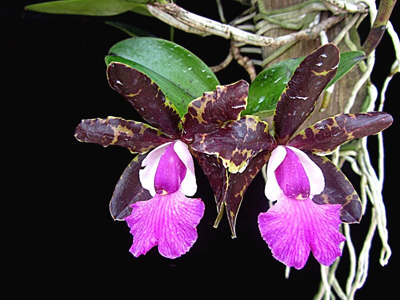 Cattleya Tripp Johnson x Cattleya Pradit Spot