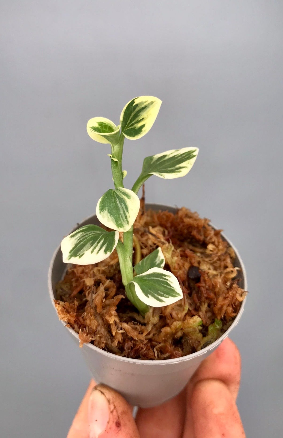 Goodyera schlechtendaliana "Outdoor Variegata"