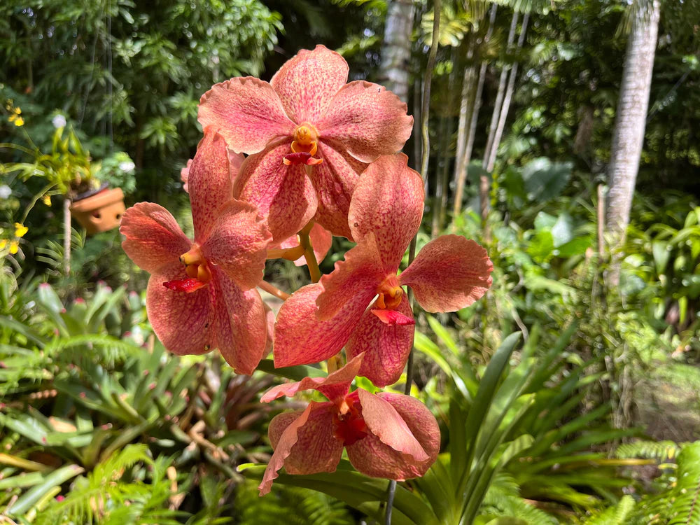 Buy Jewel Orchids | Macodes, Ludisia, and Anoectochilus – Page 2 Buy Jewel Orchids | Macodes, Ludisia, and Anoectochilus – Page 2