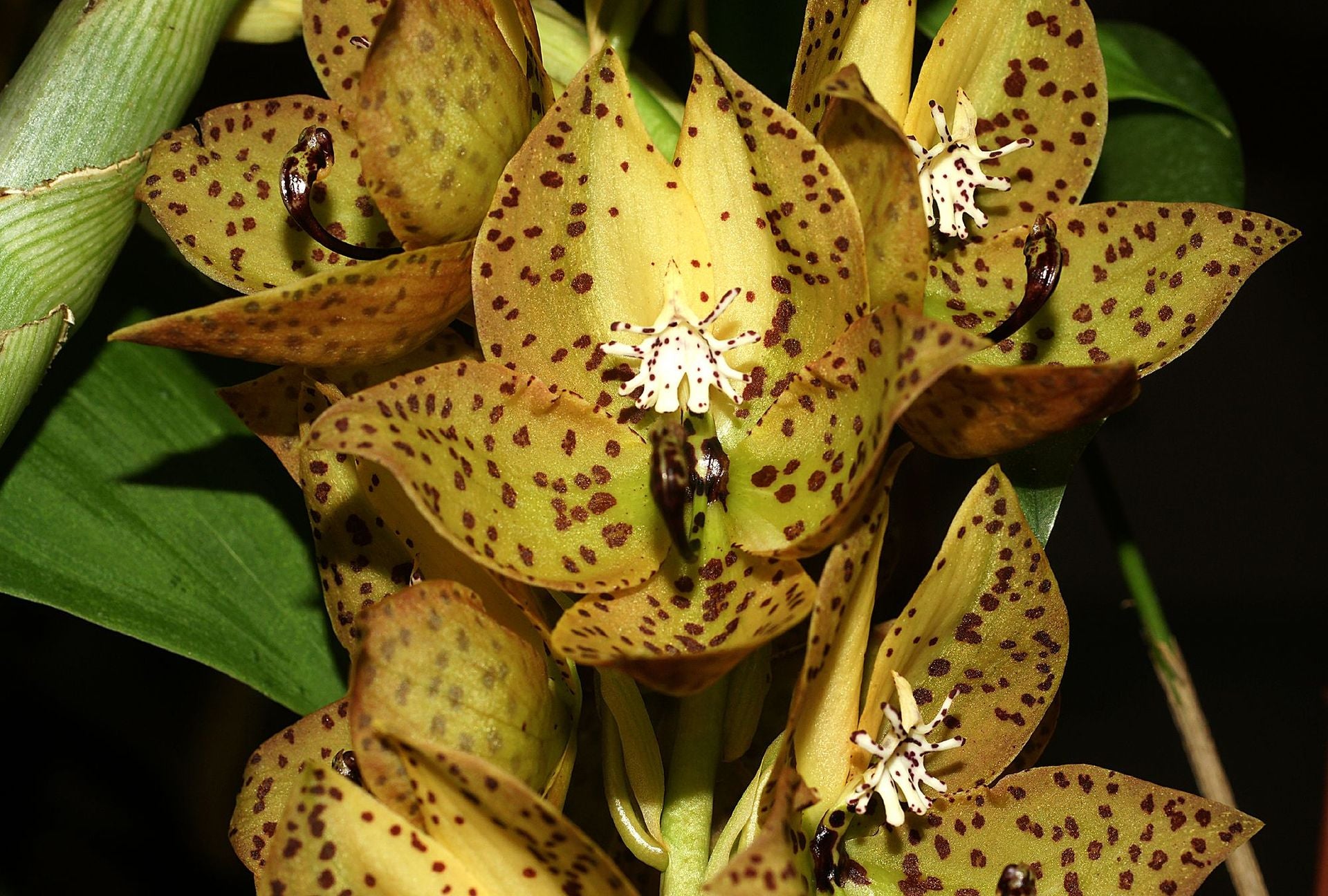 Cycnoches barthiorum "Pink Dove"