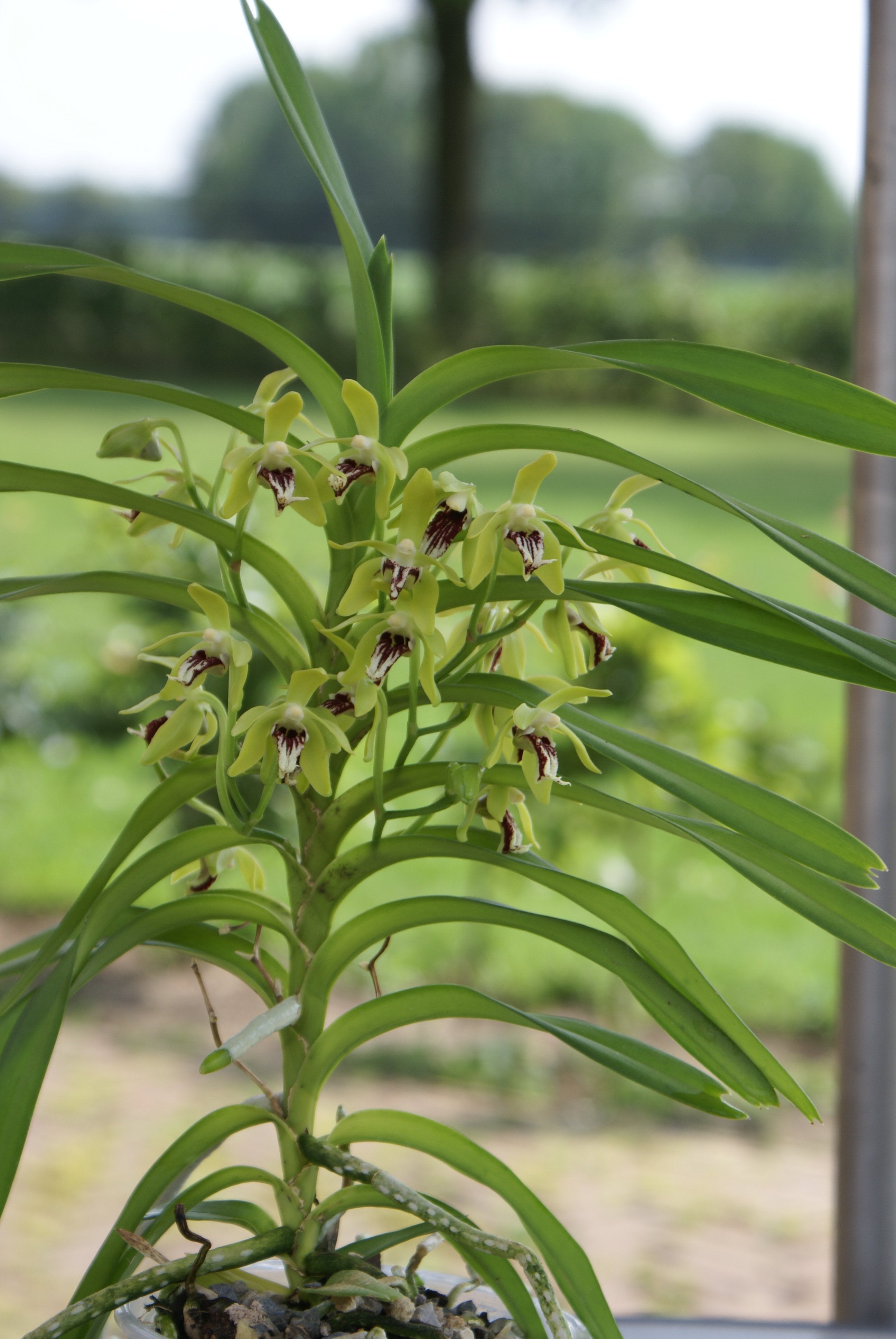 Vanda cristata (Small Plant)