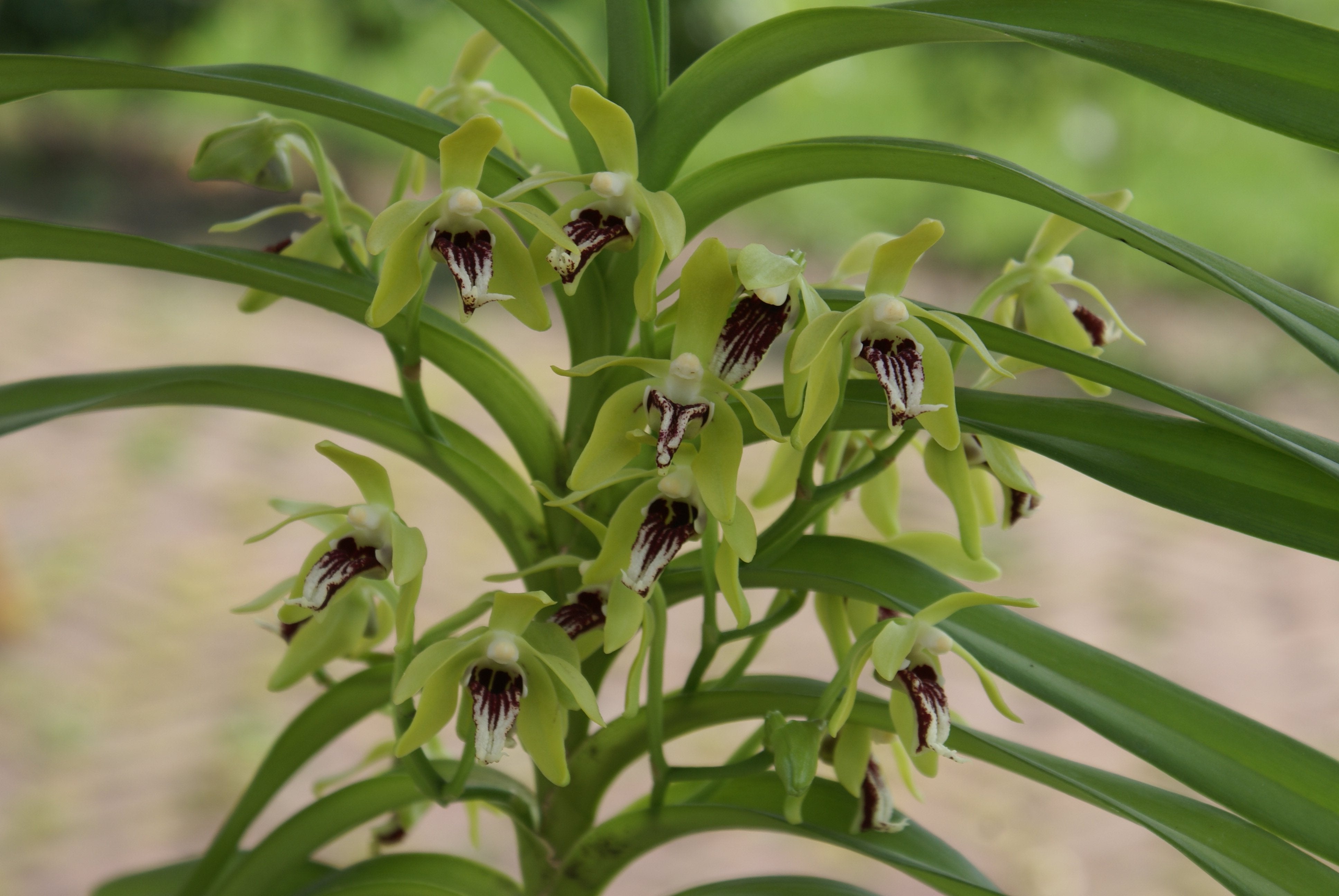 Vanda cristata (Small Plant)