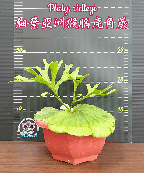 Platycerium ridleyi (Small Plant)