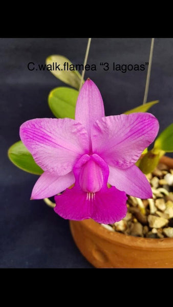 Cattleya walkeriana flamea 