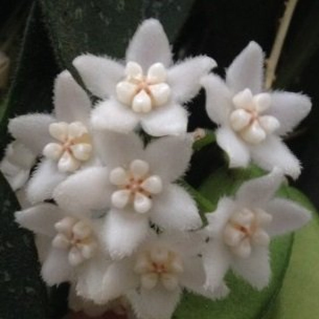 Hoya Thomsonii (3-5 Leaves) Tropische Plant