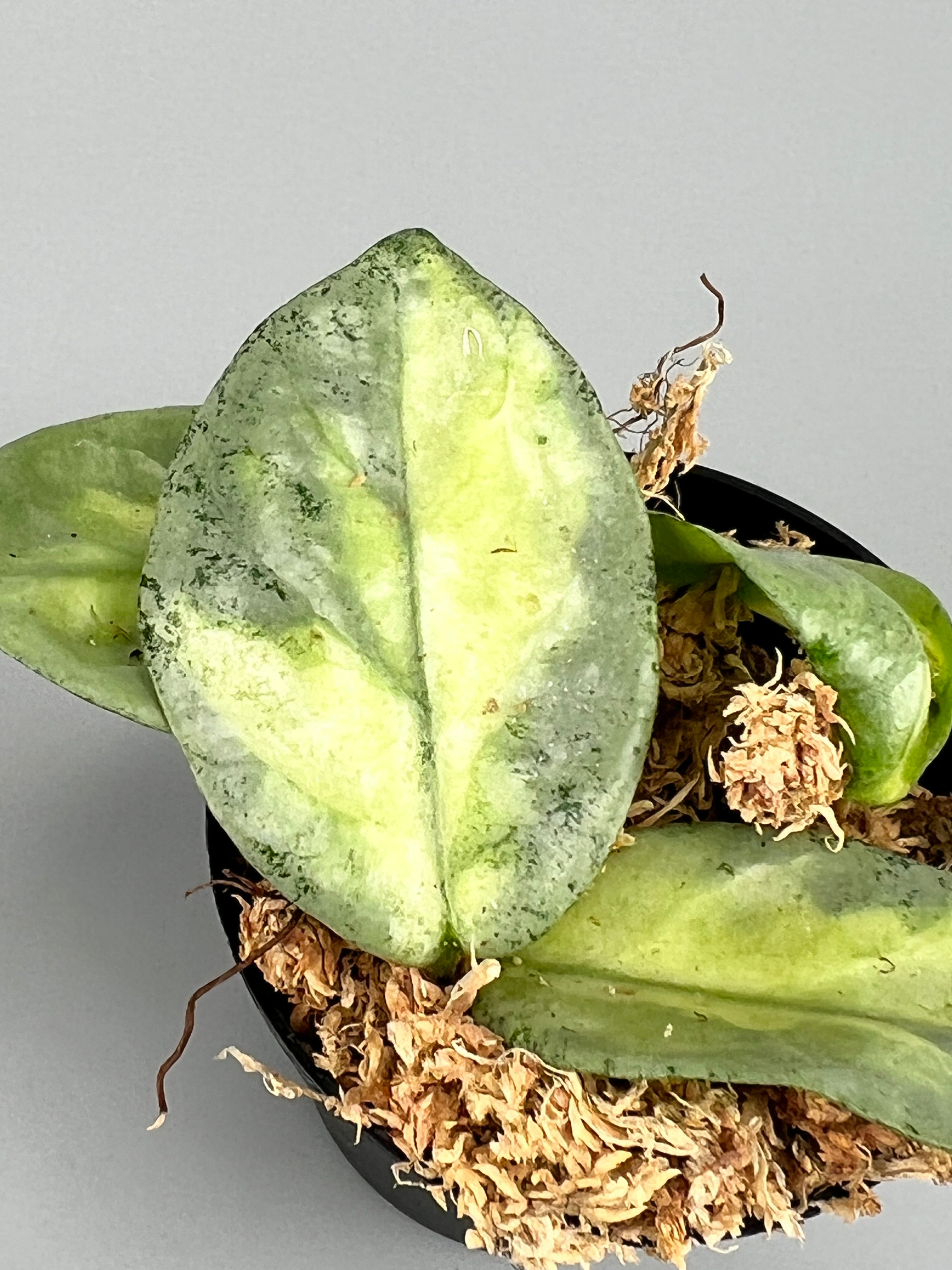 Hoya Argentea Princess (2 Leaves) Cutting