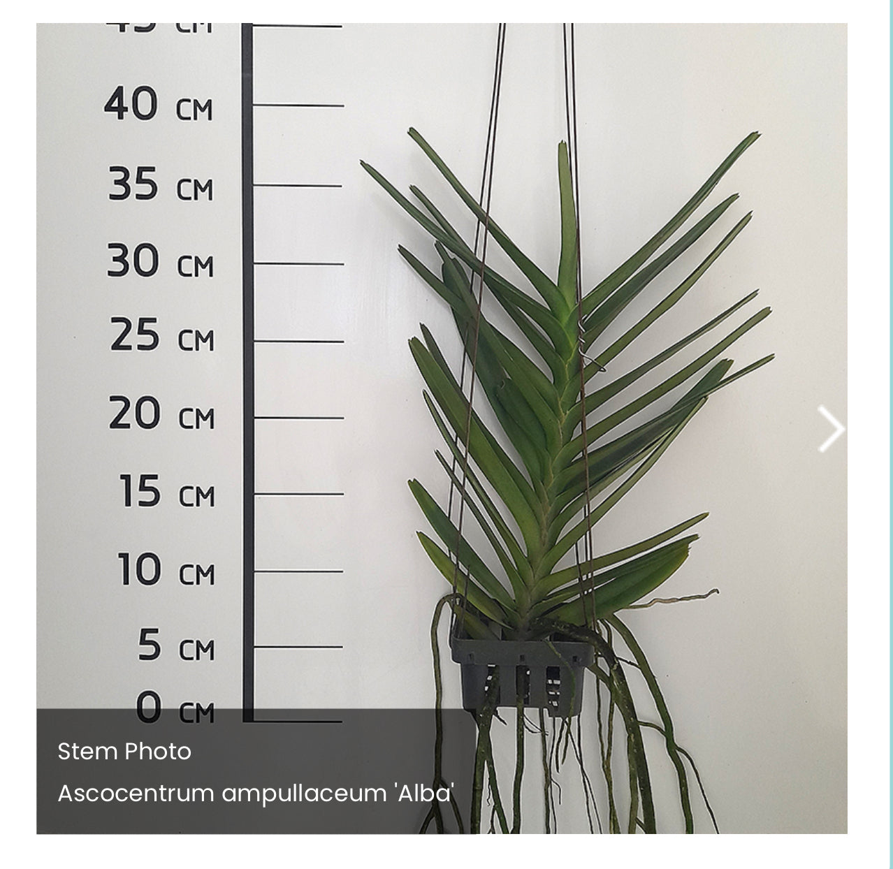 Ascocentrum ampullaceum alba (Planta grande XXL)