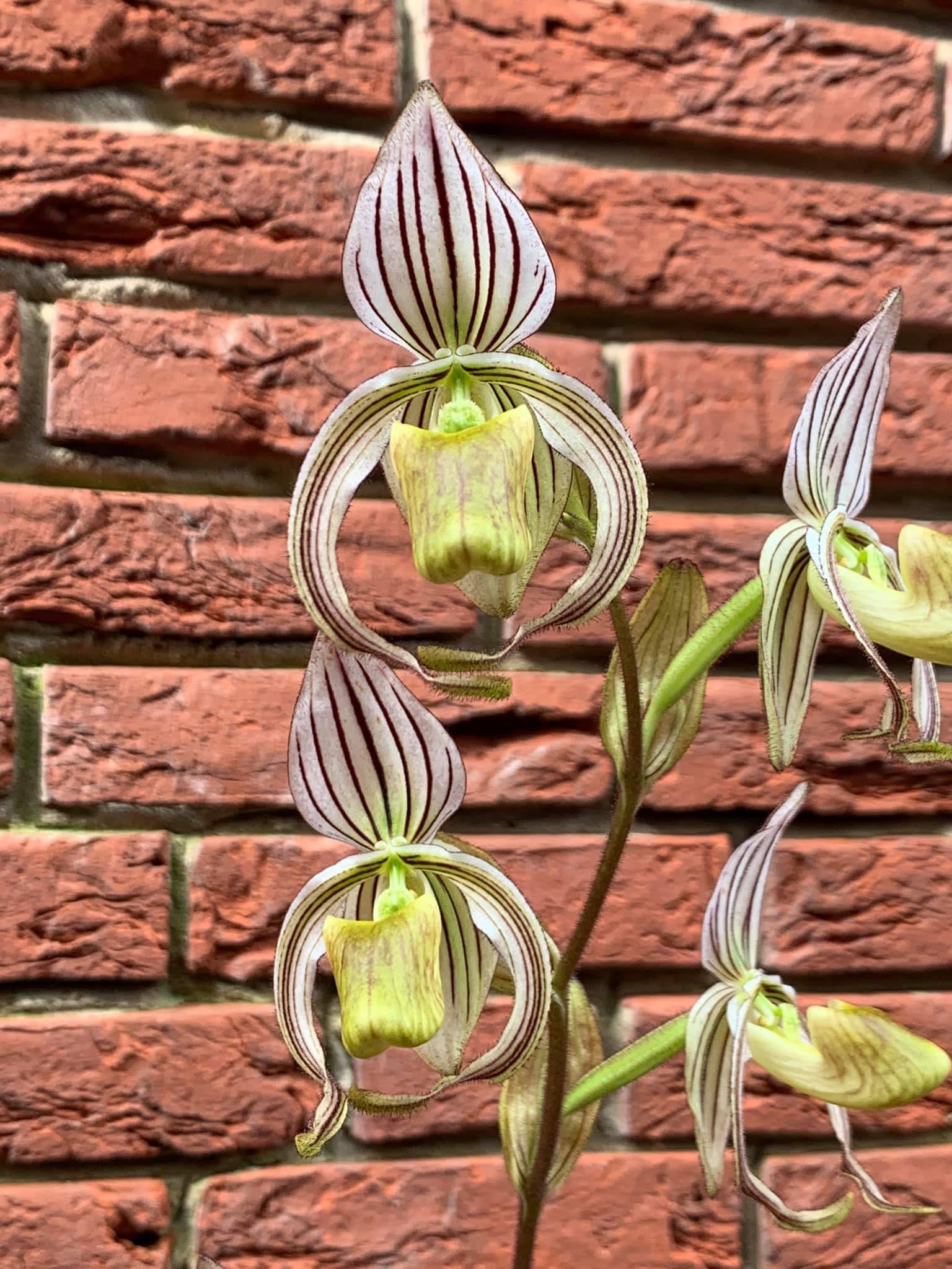 Paphiopedilum randsii