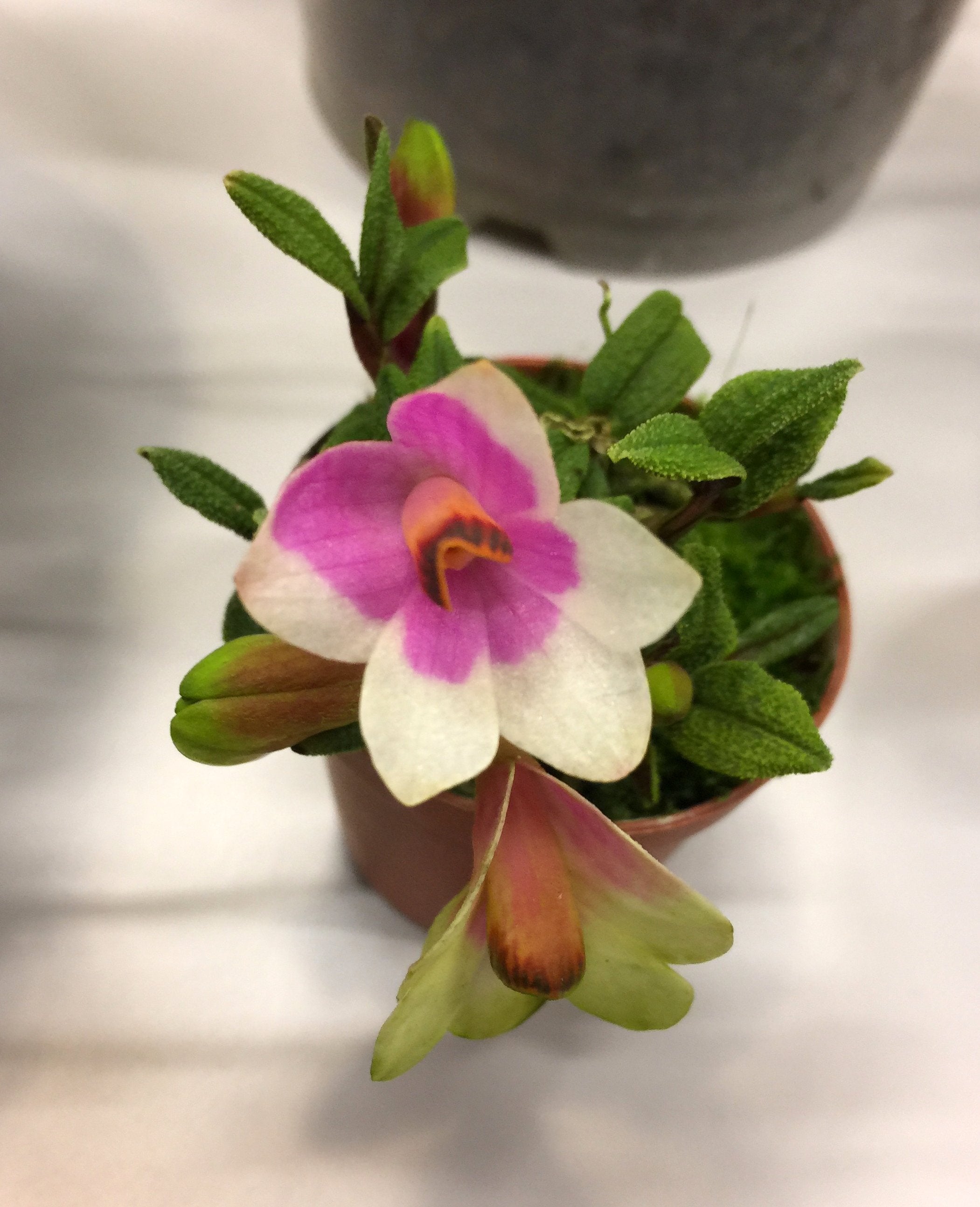 Dendrobium cuthbersonii "Pink-White" "Big"