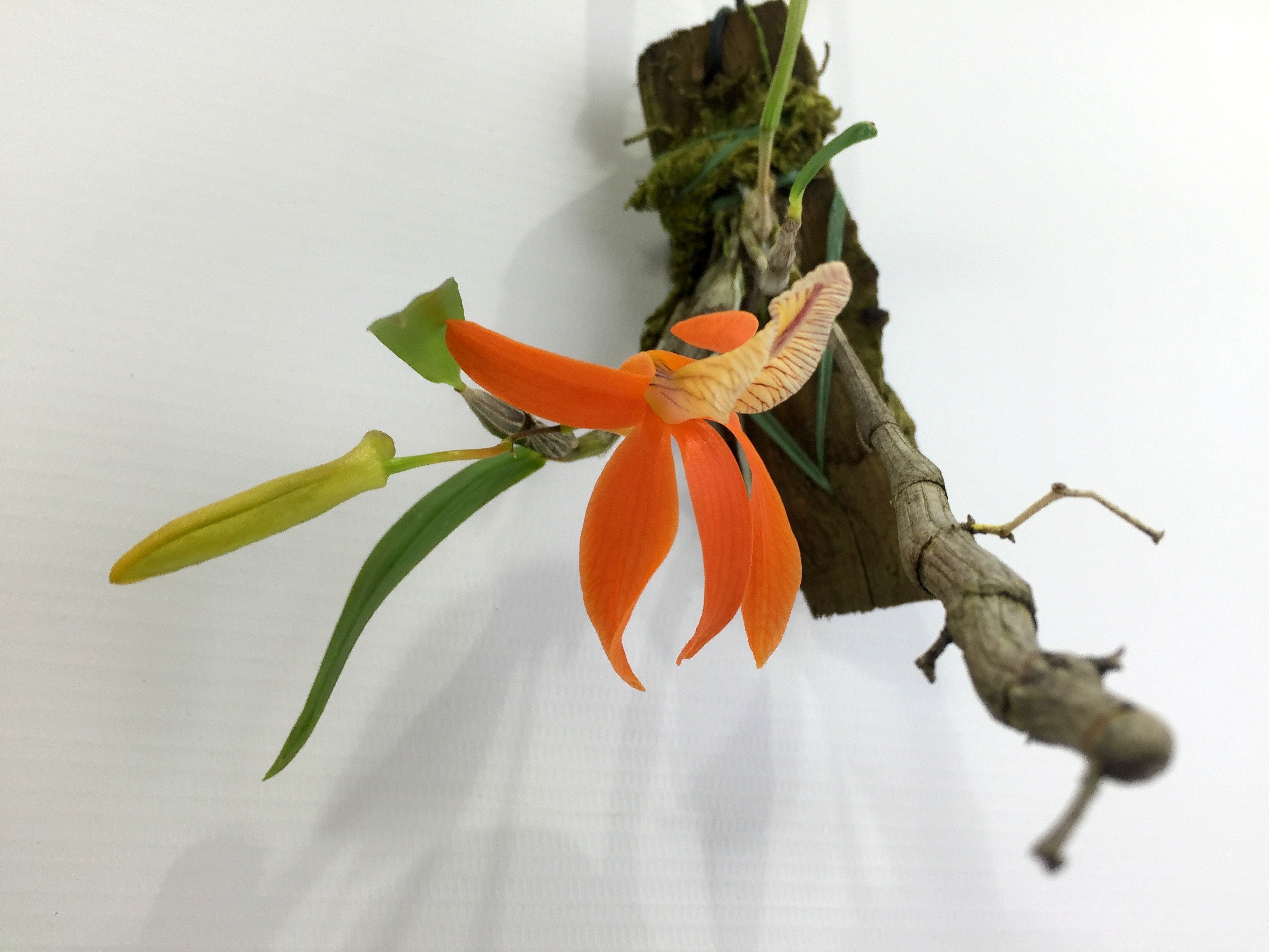 Dendrobium unicum