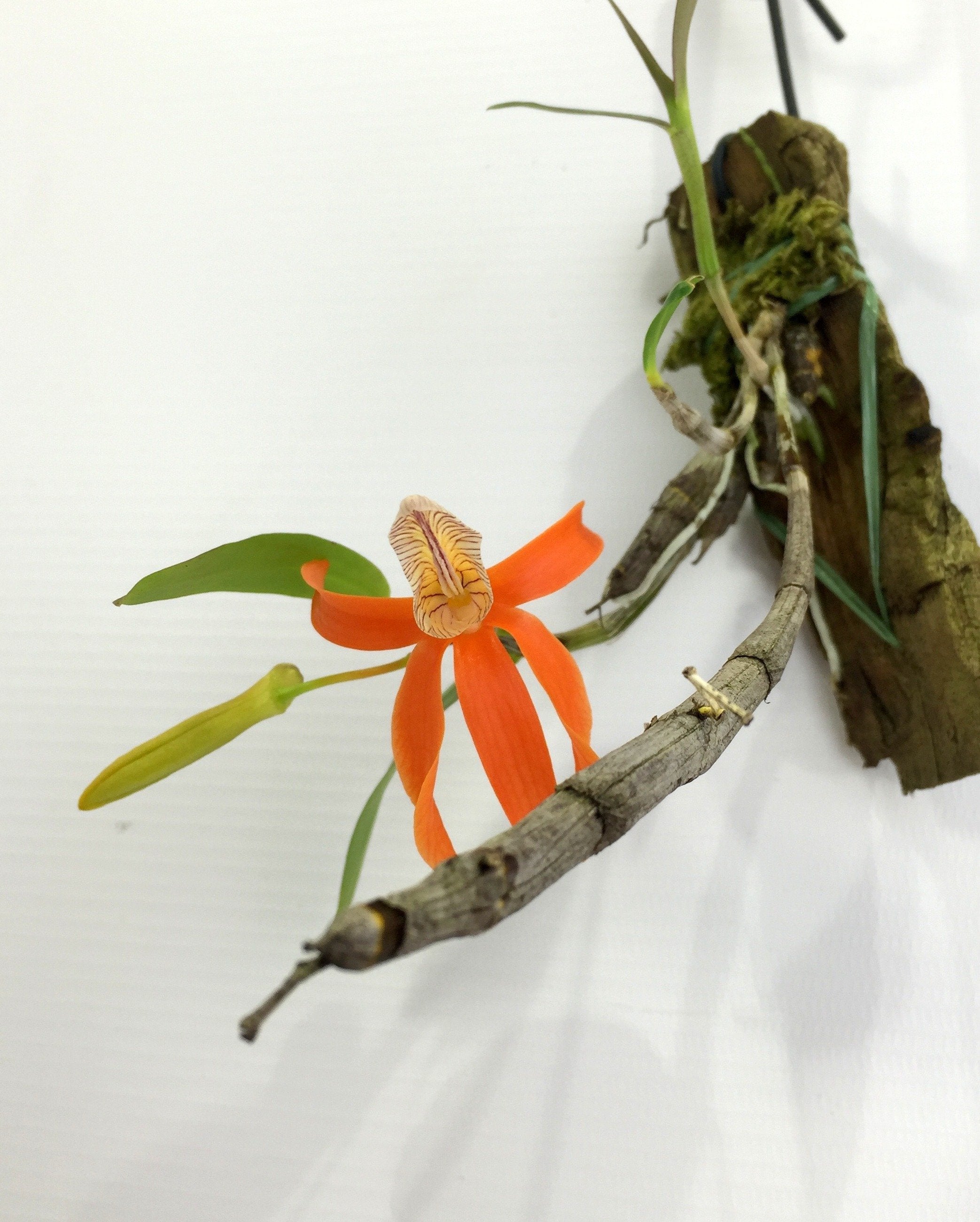 Dendrobium unicum