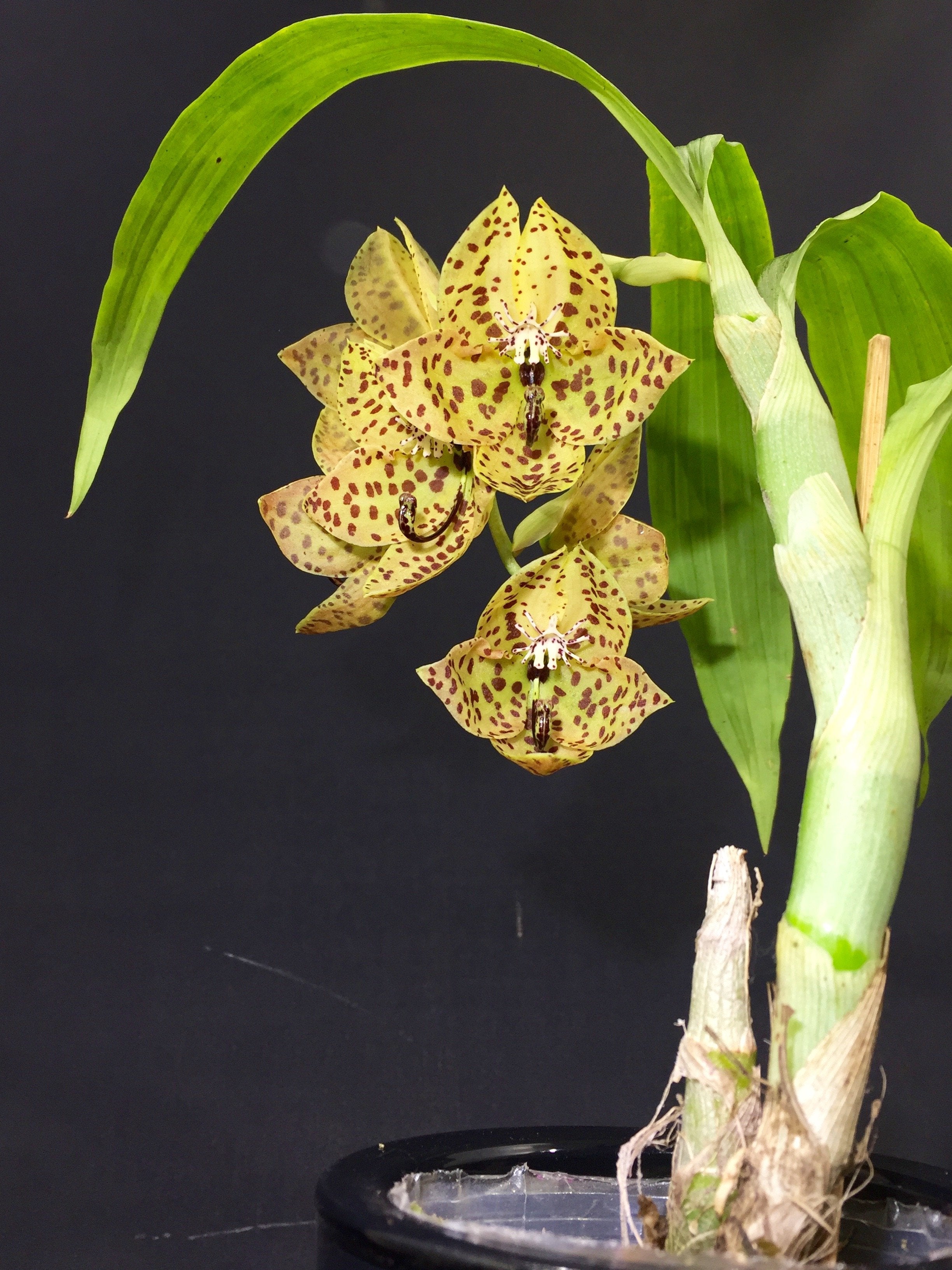 Cycnoches barthiorum "Pink Dove"