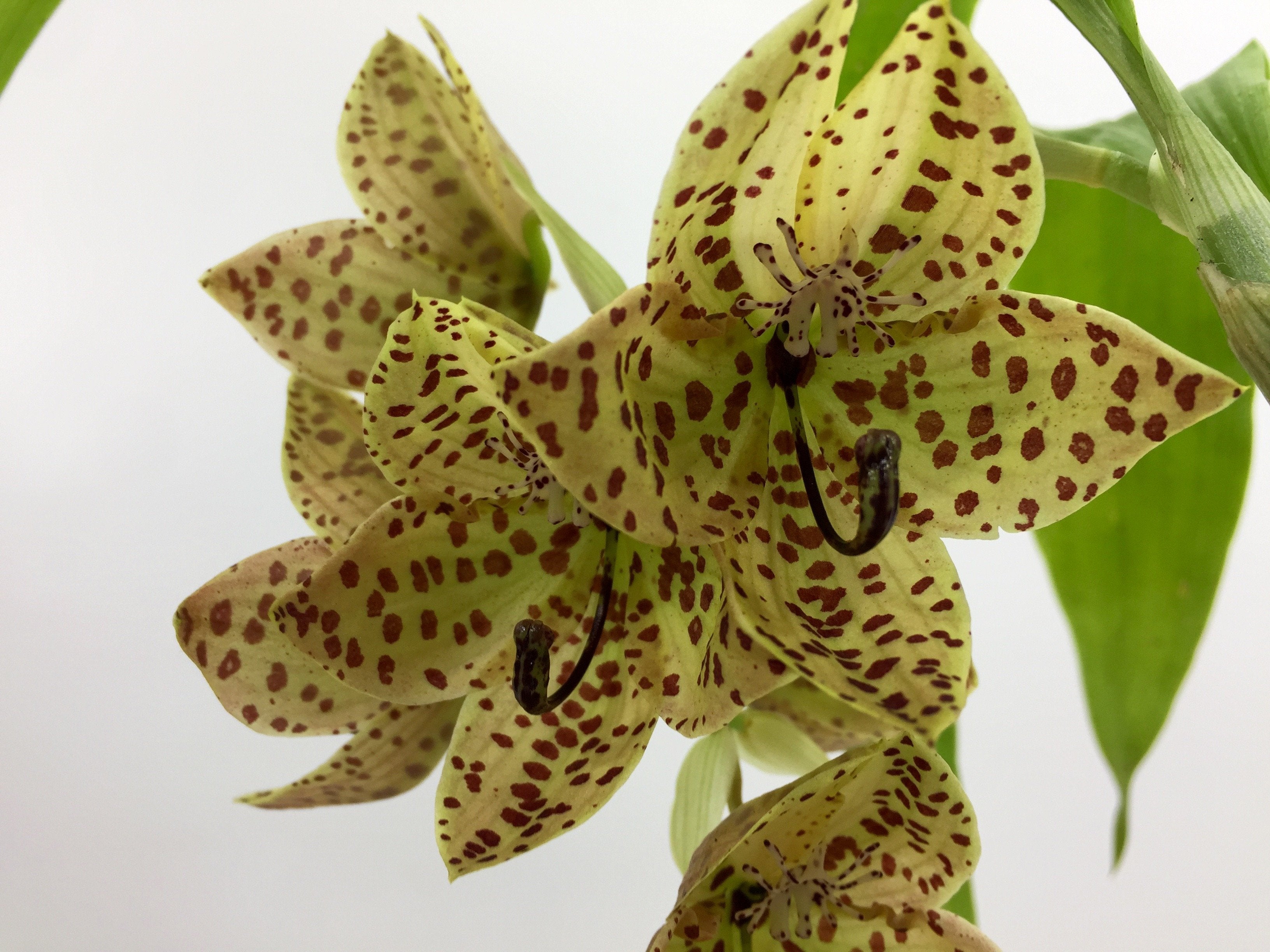 Cycnoches barthiorum "Pink Dove"