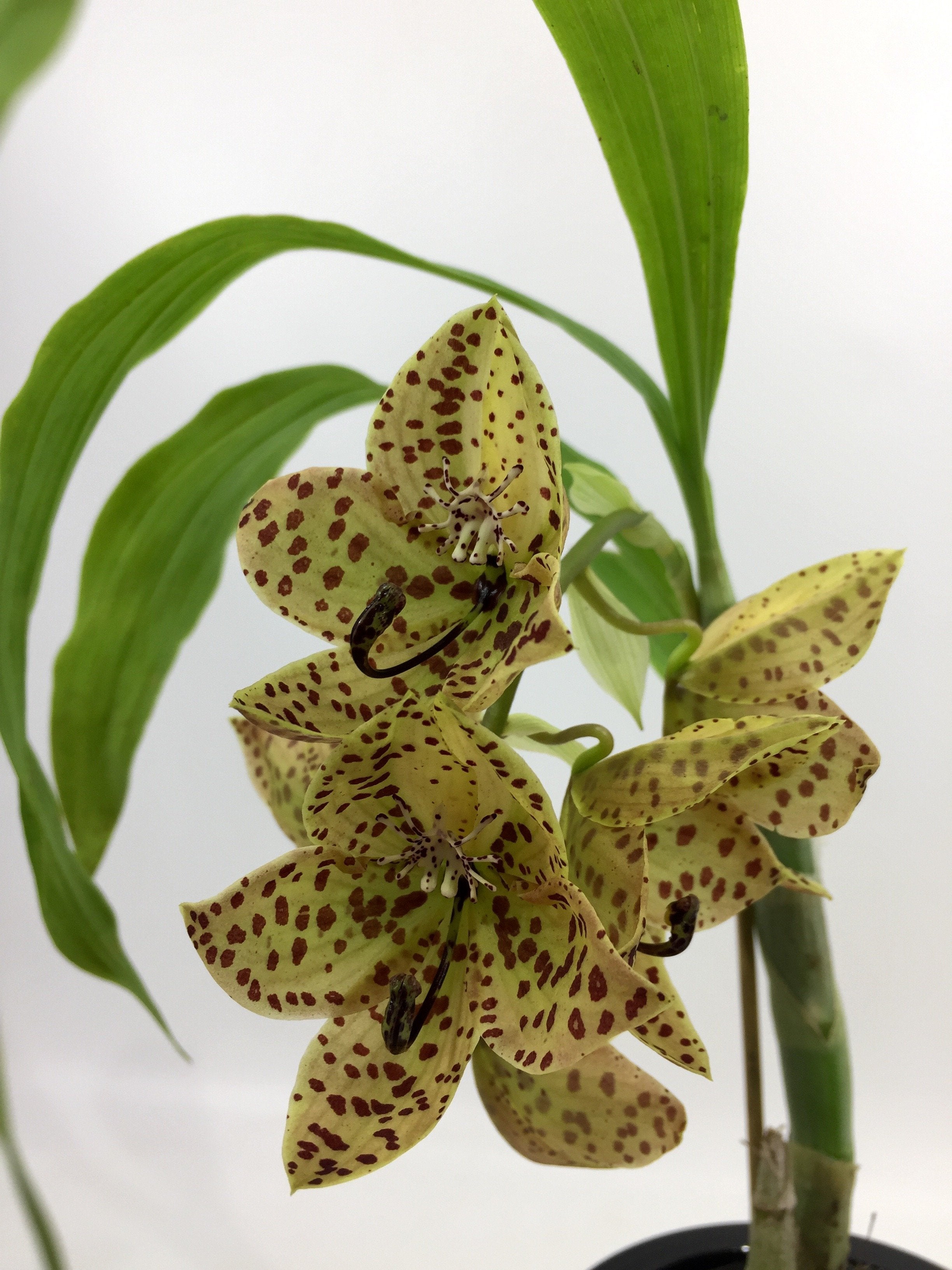 Cycnoches barthiorum "Pink Dove"