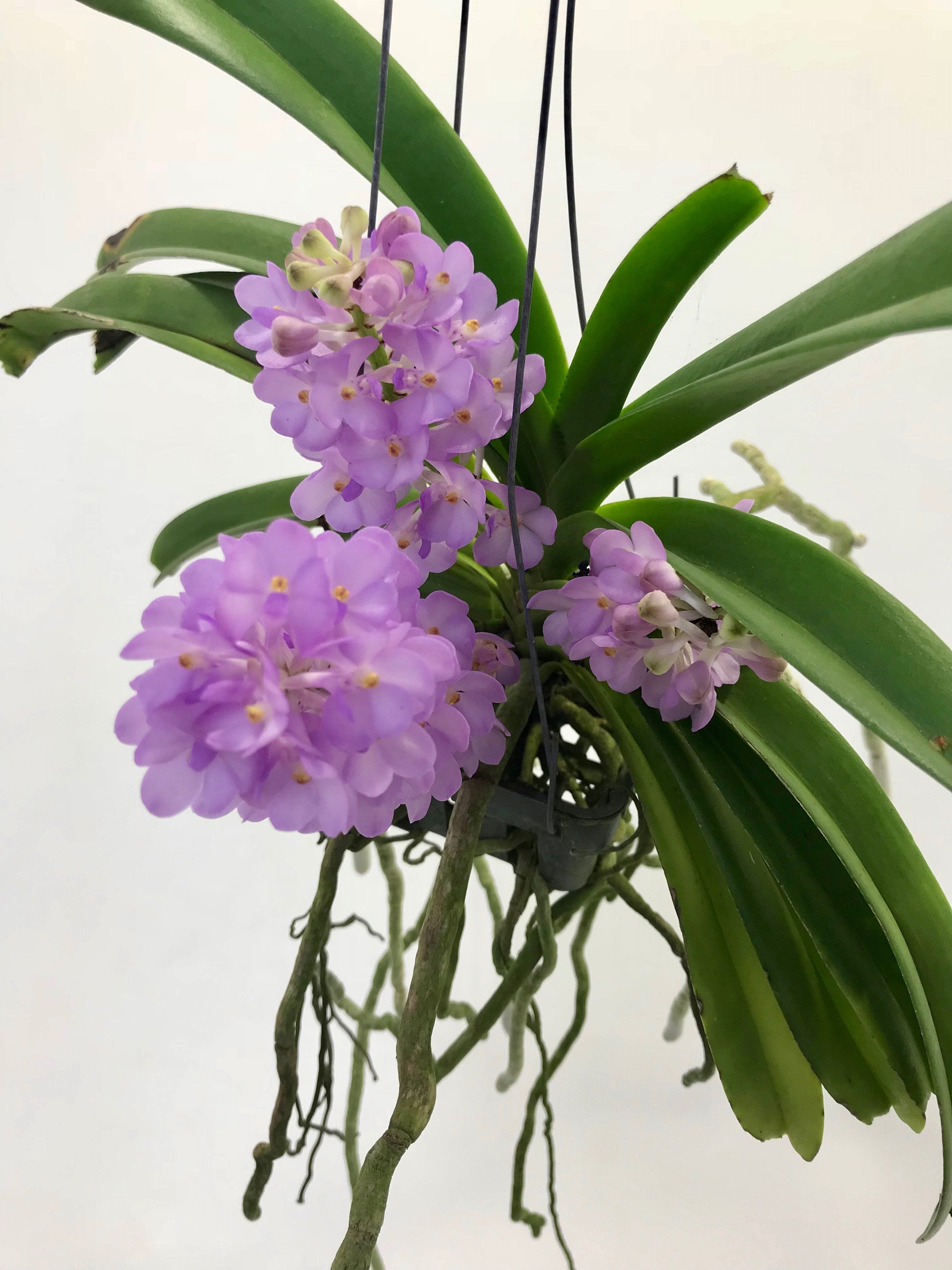 Vandachostylis (Rhctm.) Lilac Blossom (Light Blue)