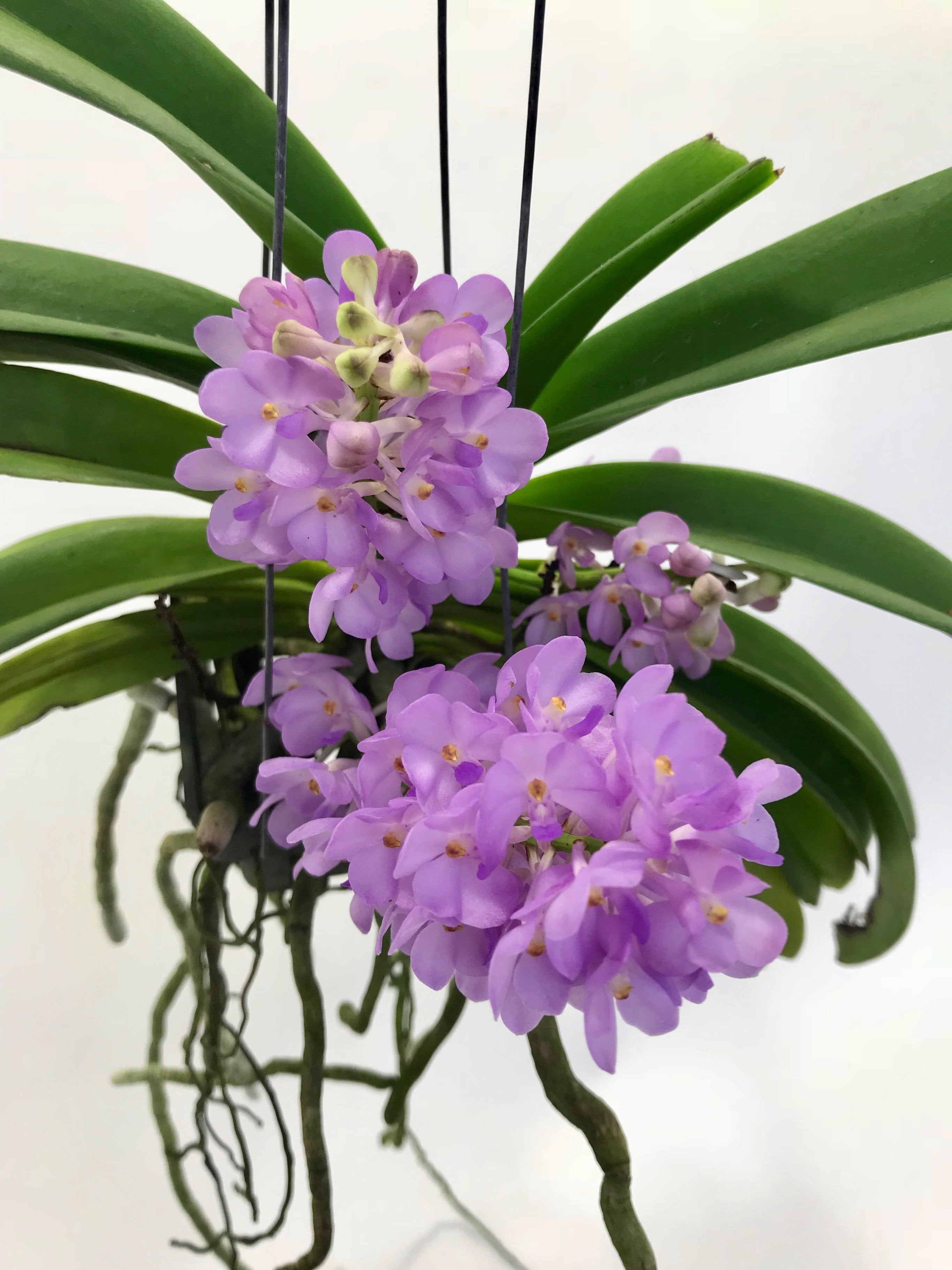 Vandachostylis (Rhctm.) Lilac Blossom (Light Blue)