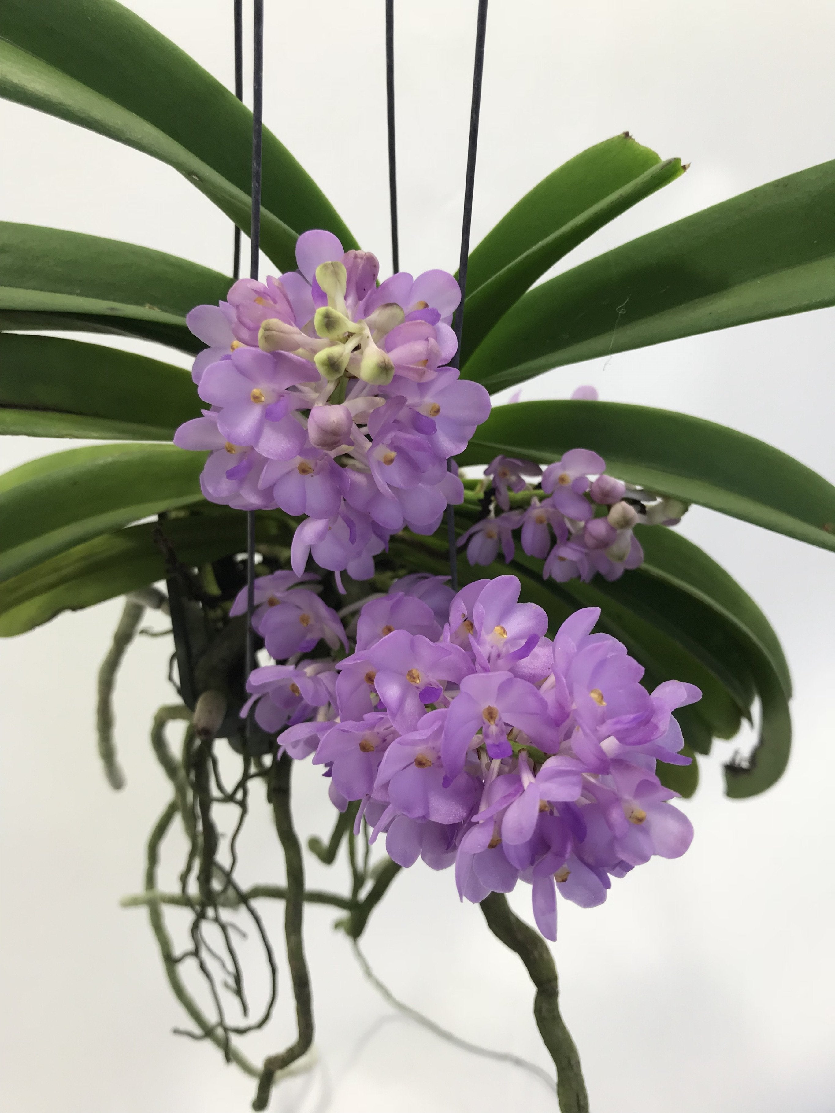 Vandachostylis (Rhctm.) Lilac Blossom (Light Blue)