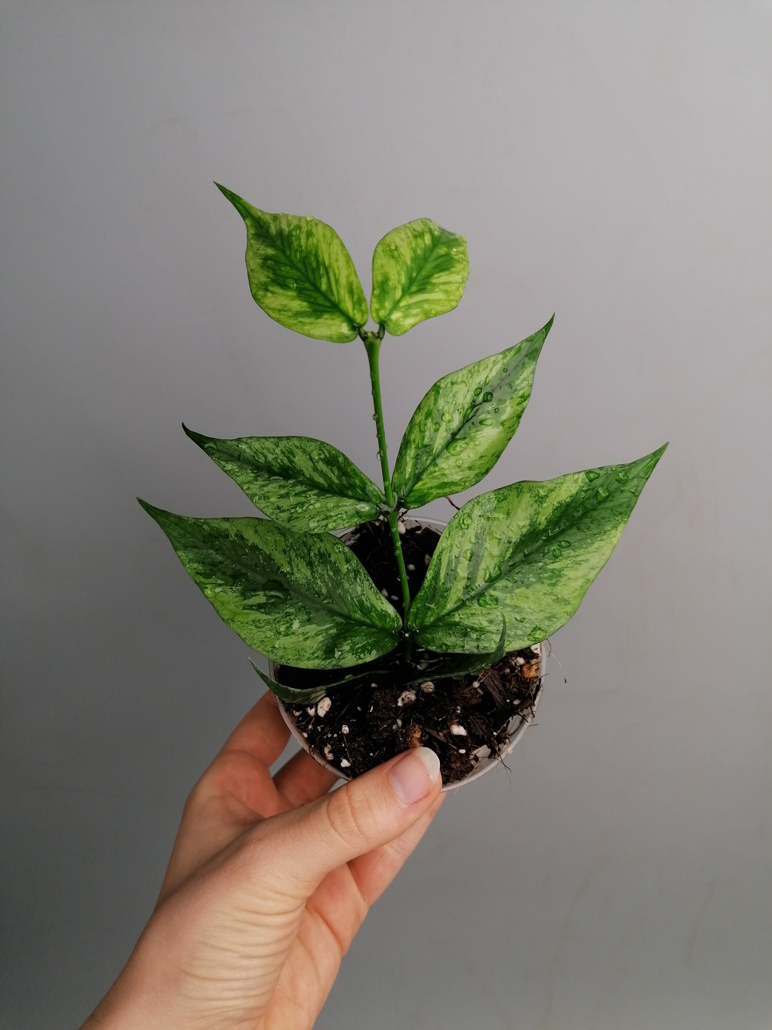 Hoya Polyneura Variegated (Fish-Tail Hoya) Big Plant