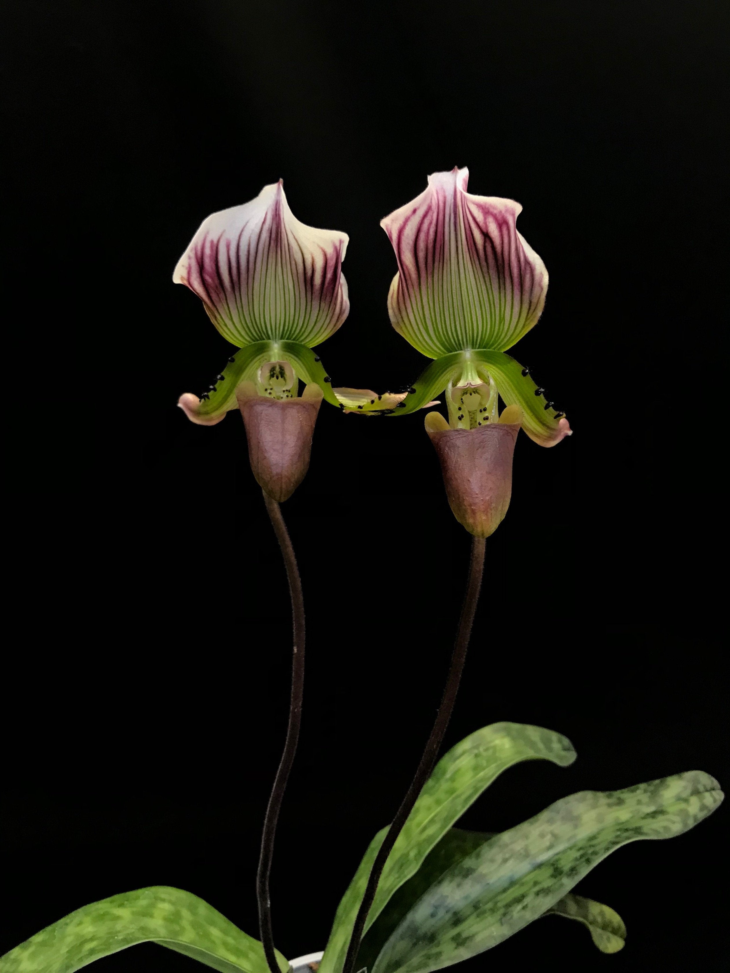 Paphiopedilum callosum "Khemer"