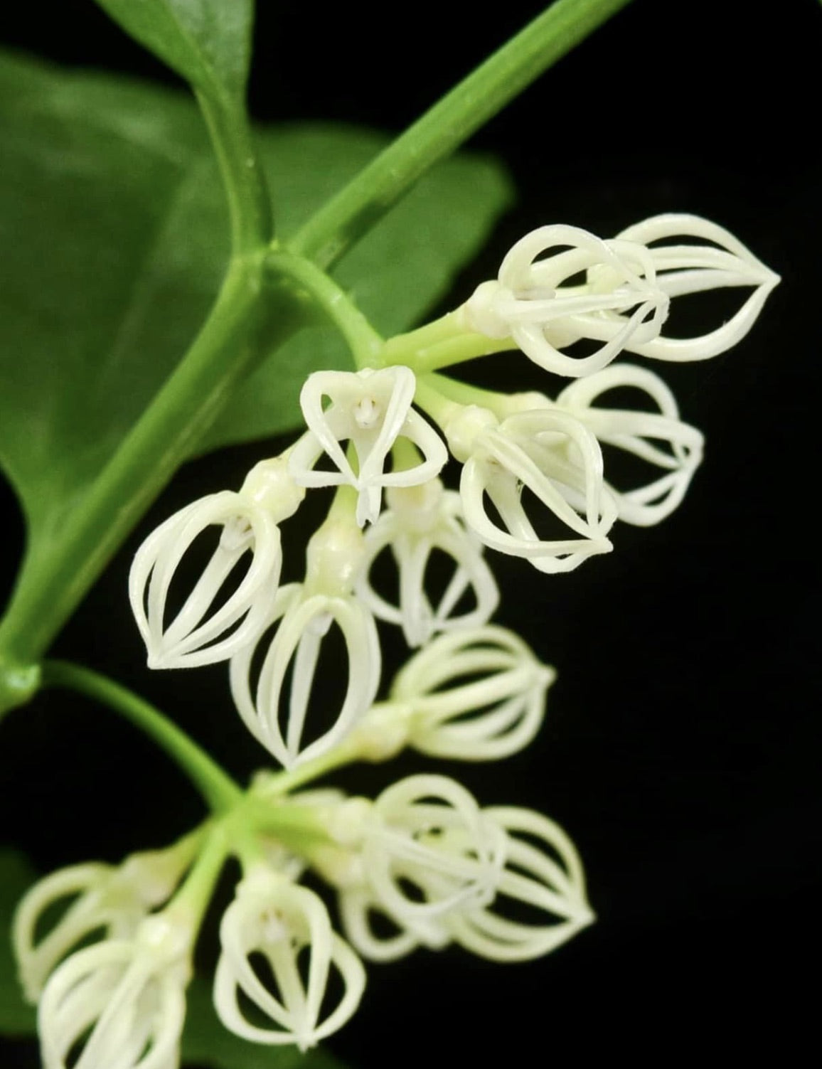 Hoya decipulae