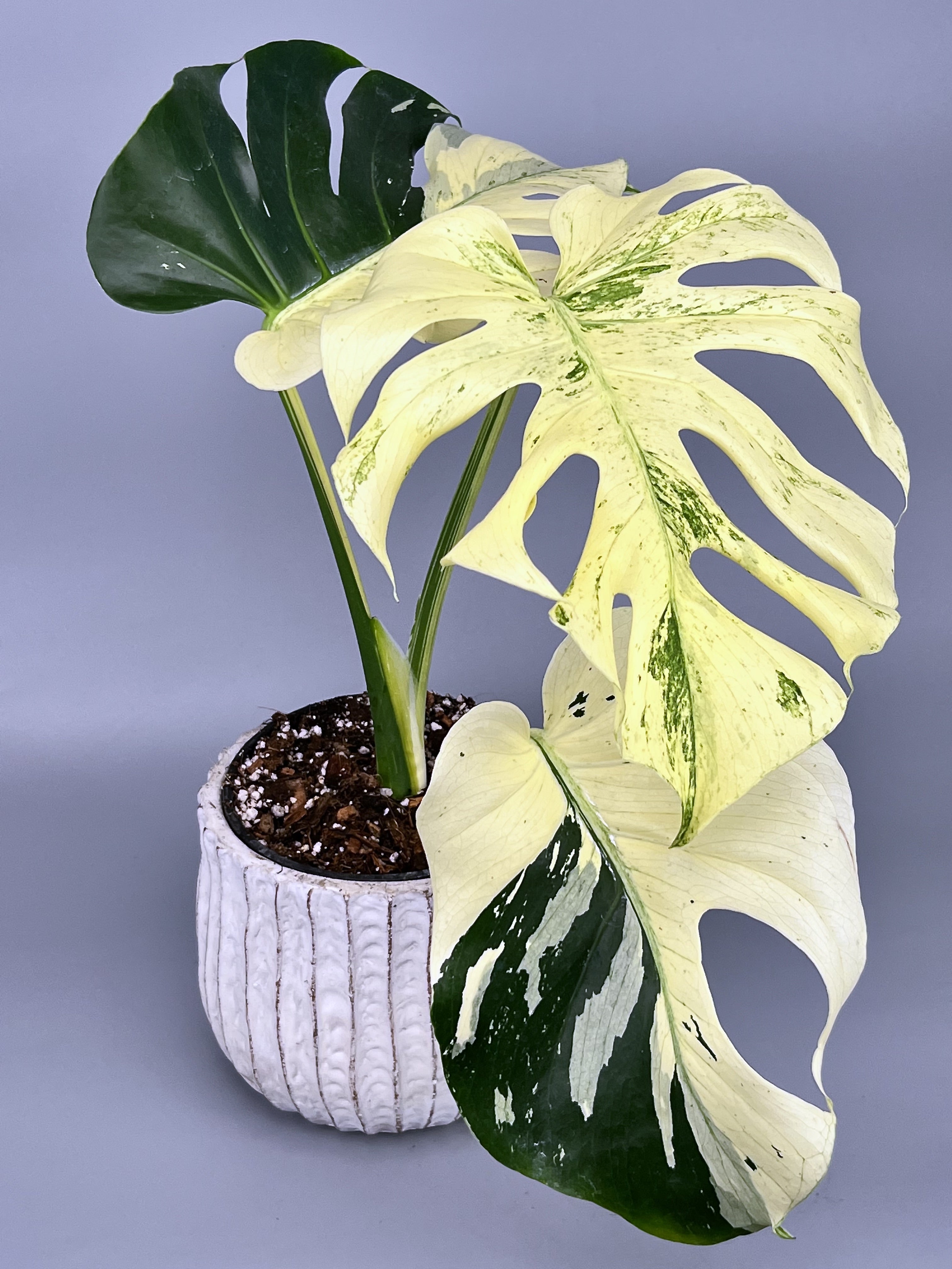 Monstera Full Mint deliciosa borsigiana Variegata