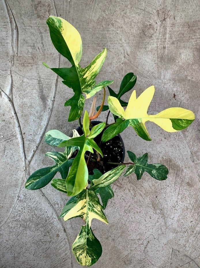 Philodendron Florida Beauty (5-8 Leaves) "Big Plant"