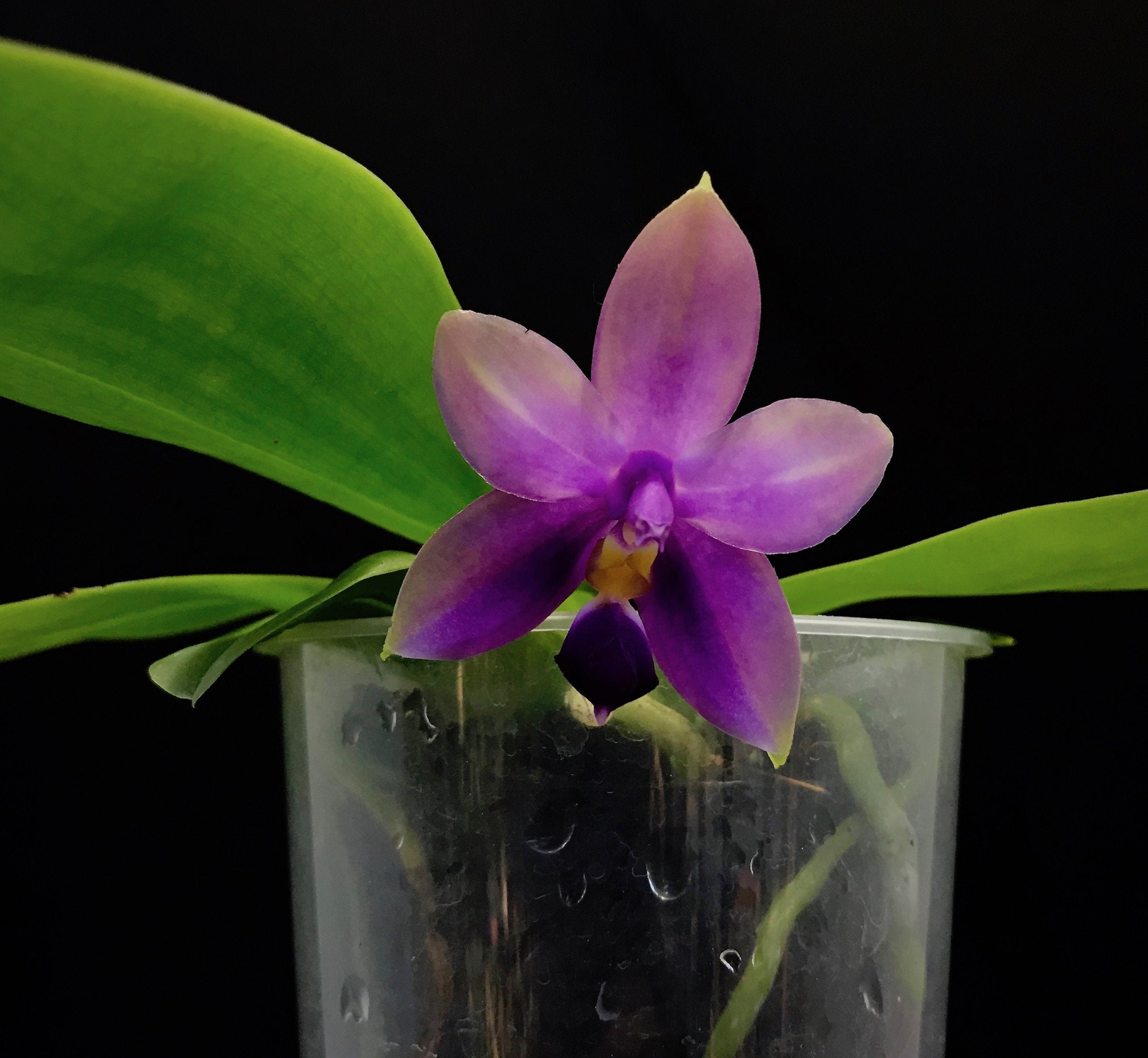 Phalaenopsis Samera