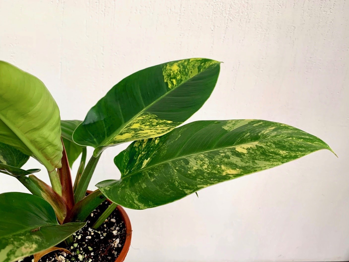 Philodendron Green Congo Marble Variegated 'Big'