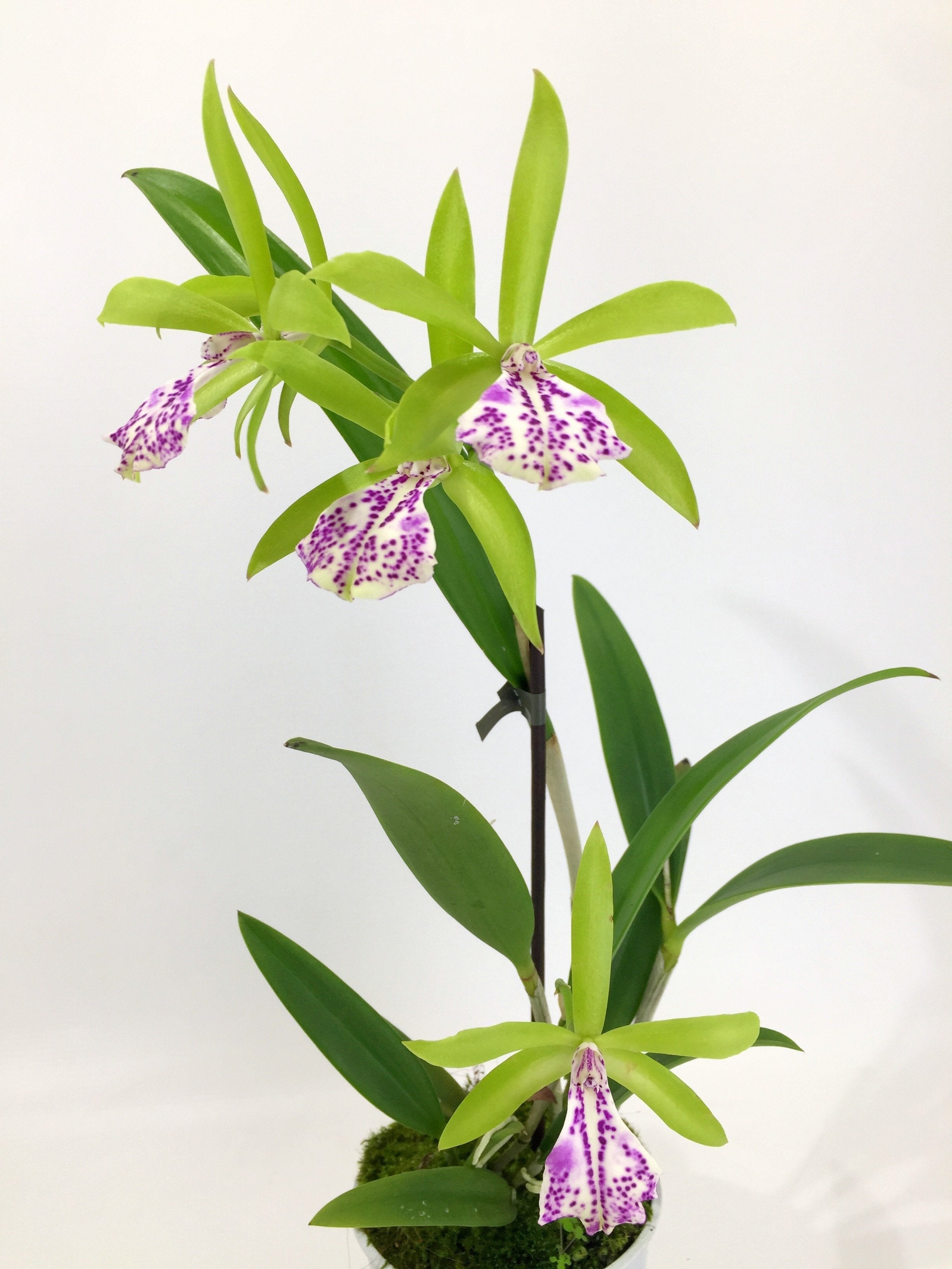 Brassocattleya (Bc.) binosa