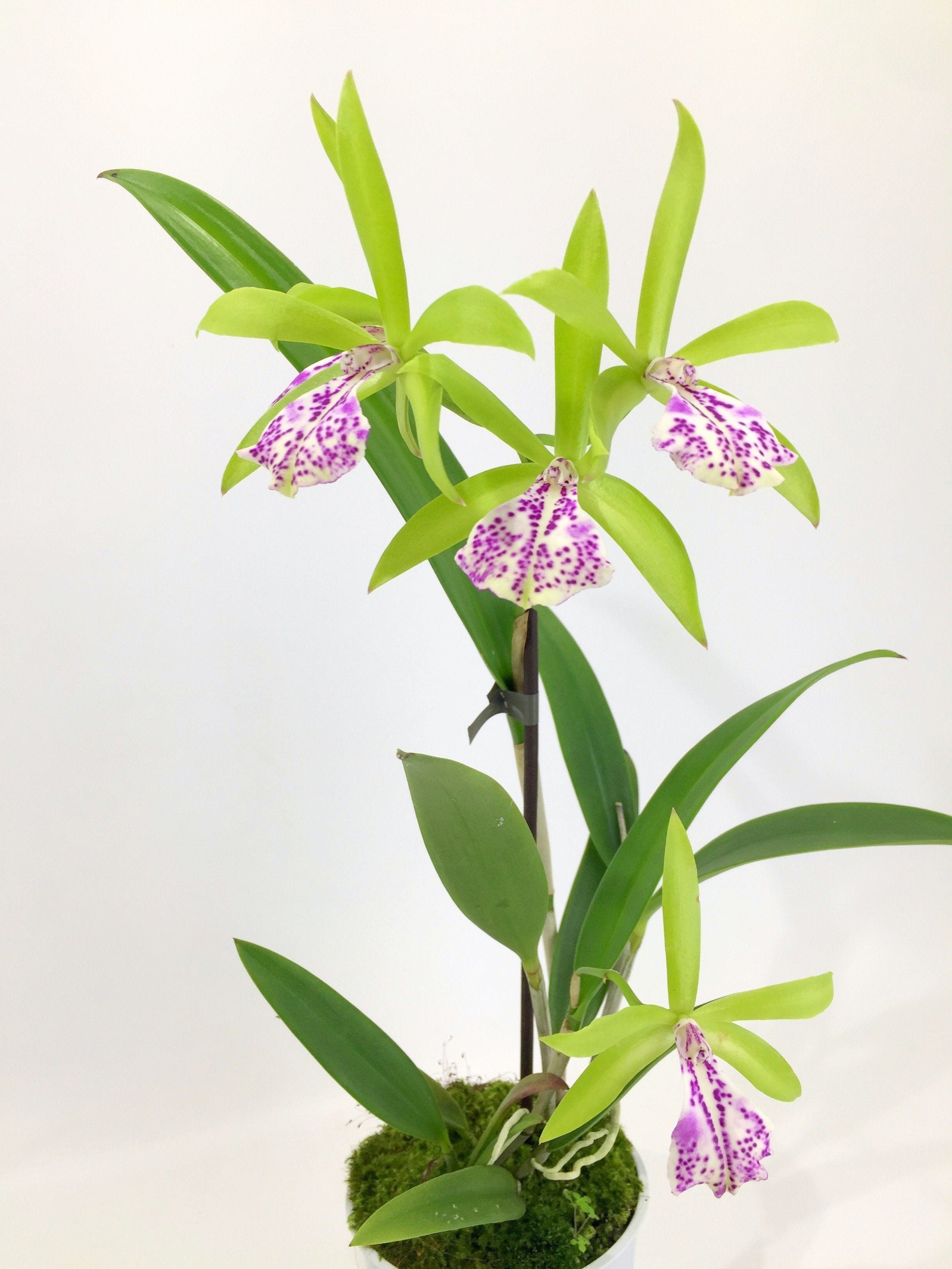 Brassocattleya (Bc.) binosa