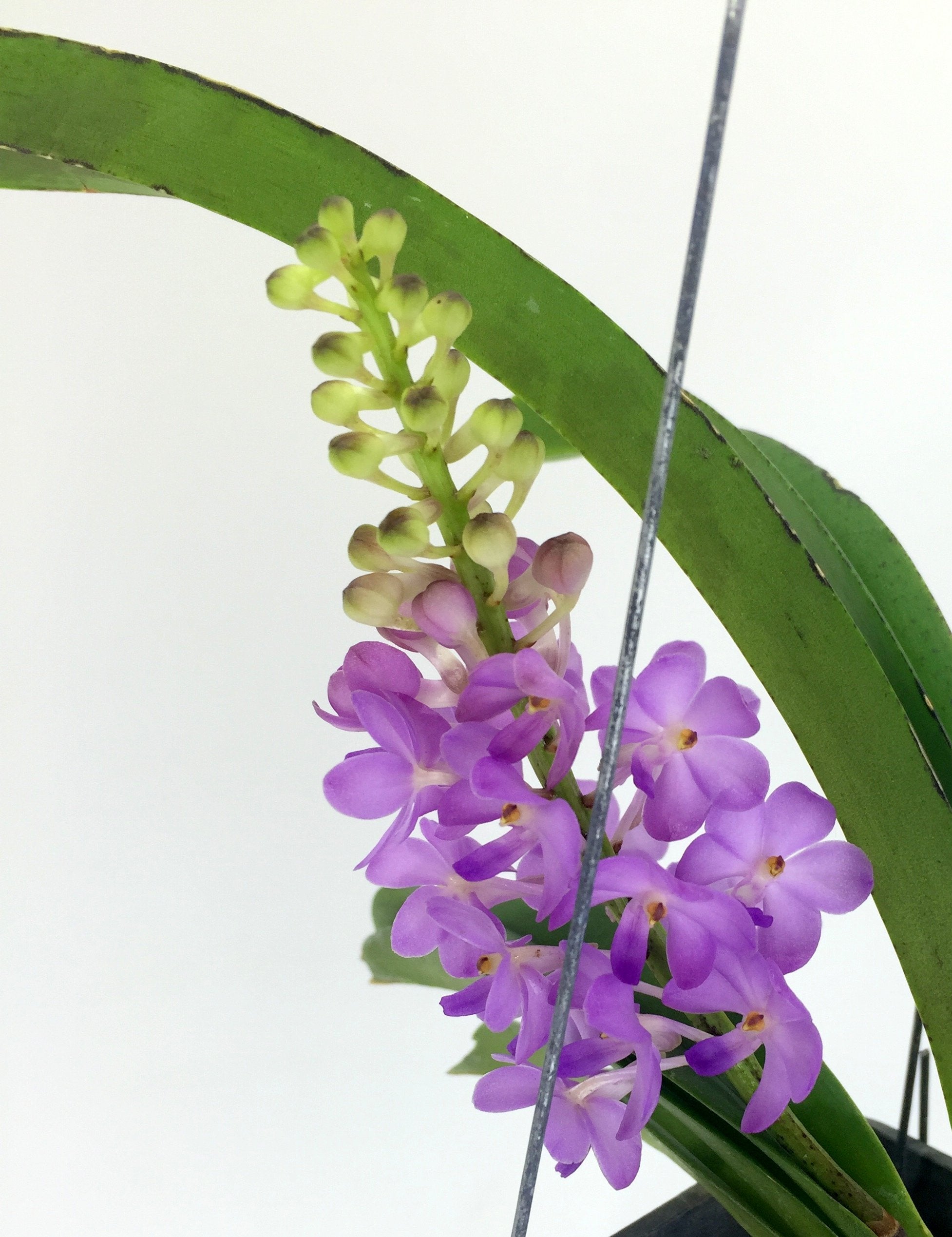 Vandachostylis (Rhctm.) Lilac Blossom (Light Blue)