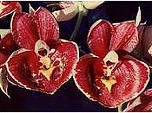Catasetum pileatum "Pierre Couret" x pileatum "Red Pena" HCC/AOS