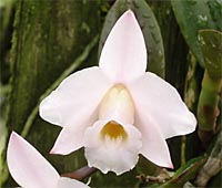 Laelia alaorii