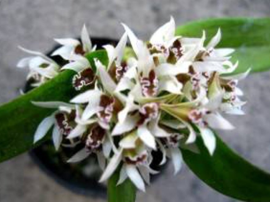 Dendrobium peguanum alba