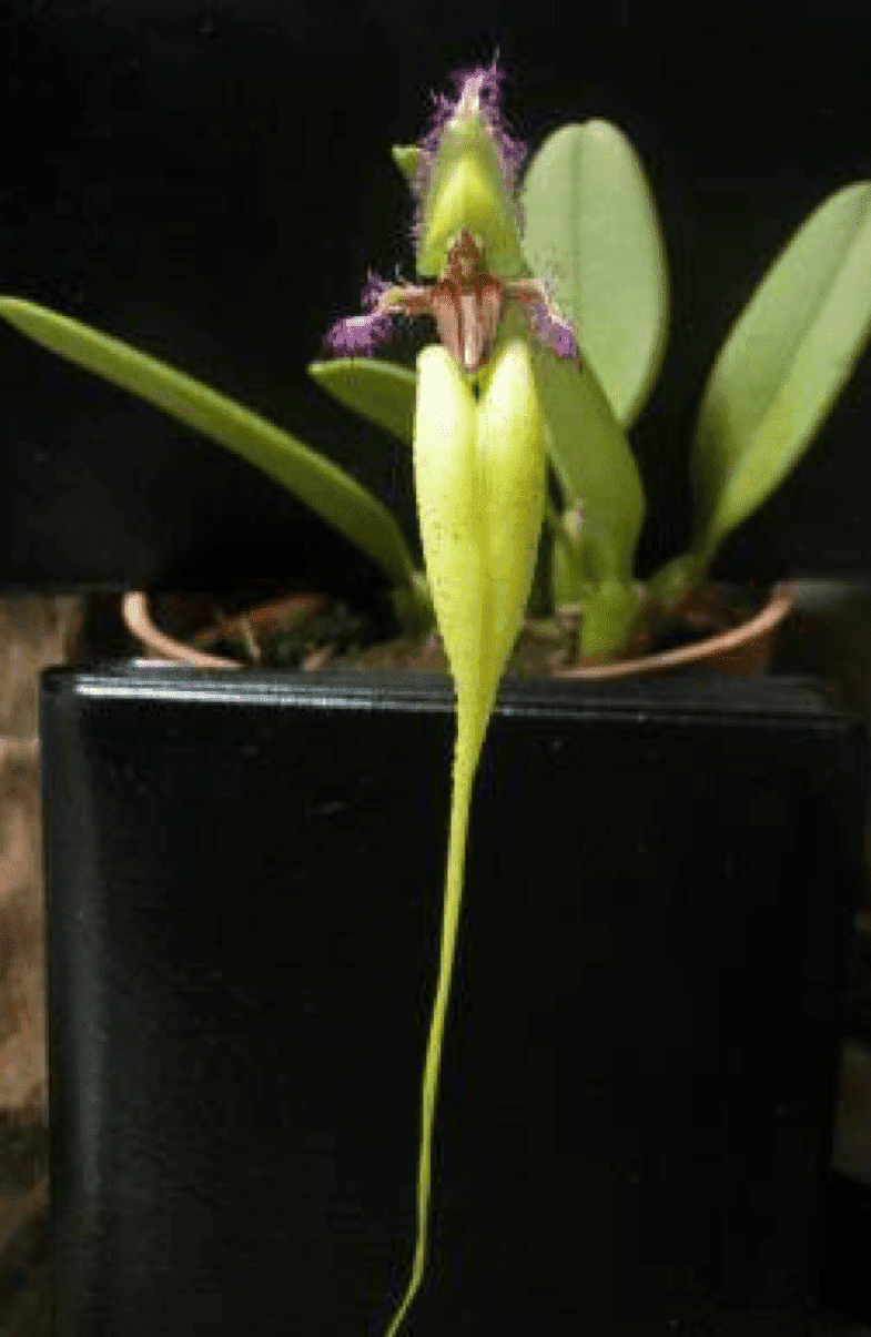 Bulbophyllum (mastignon) fascinator var. semi alba