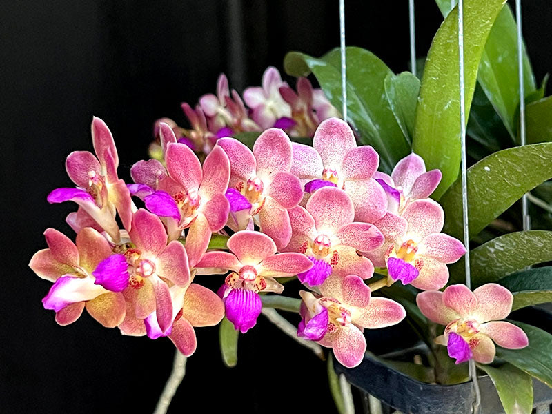 Vanda Wuttipanara Manoonya