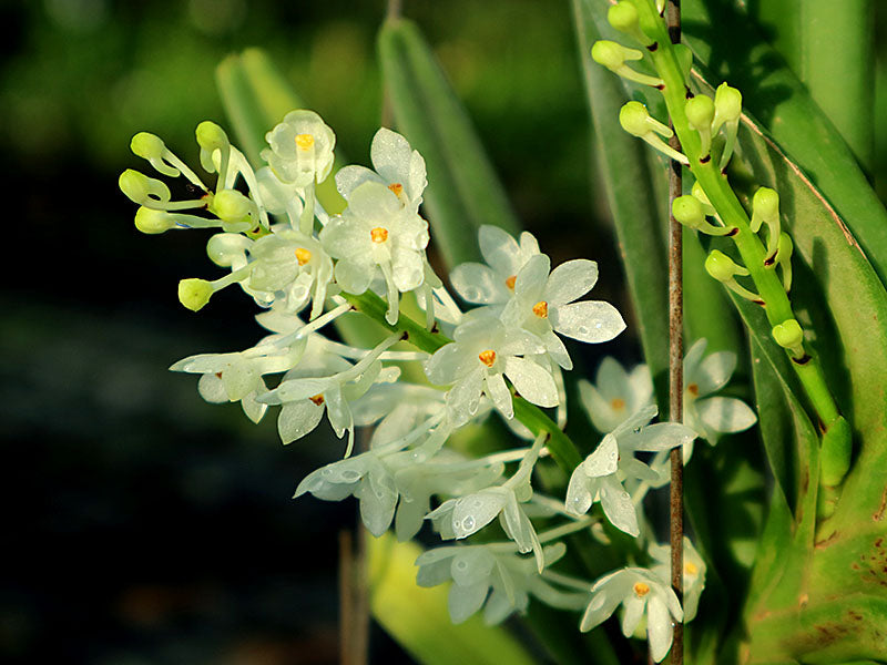 Ascocentrum ampullaceum alba (Big plante XXL)