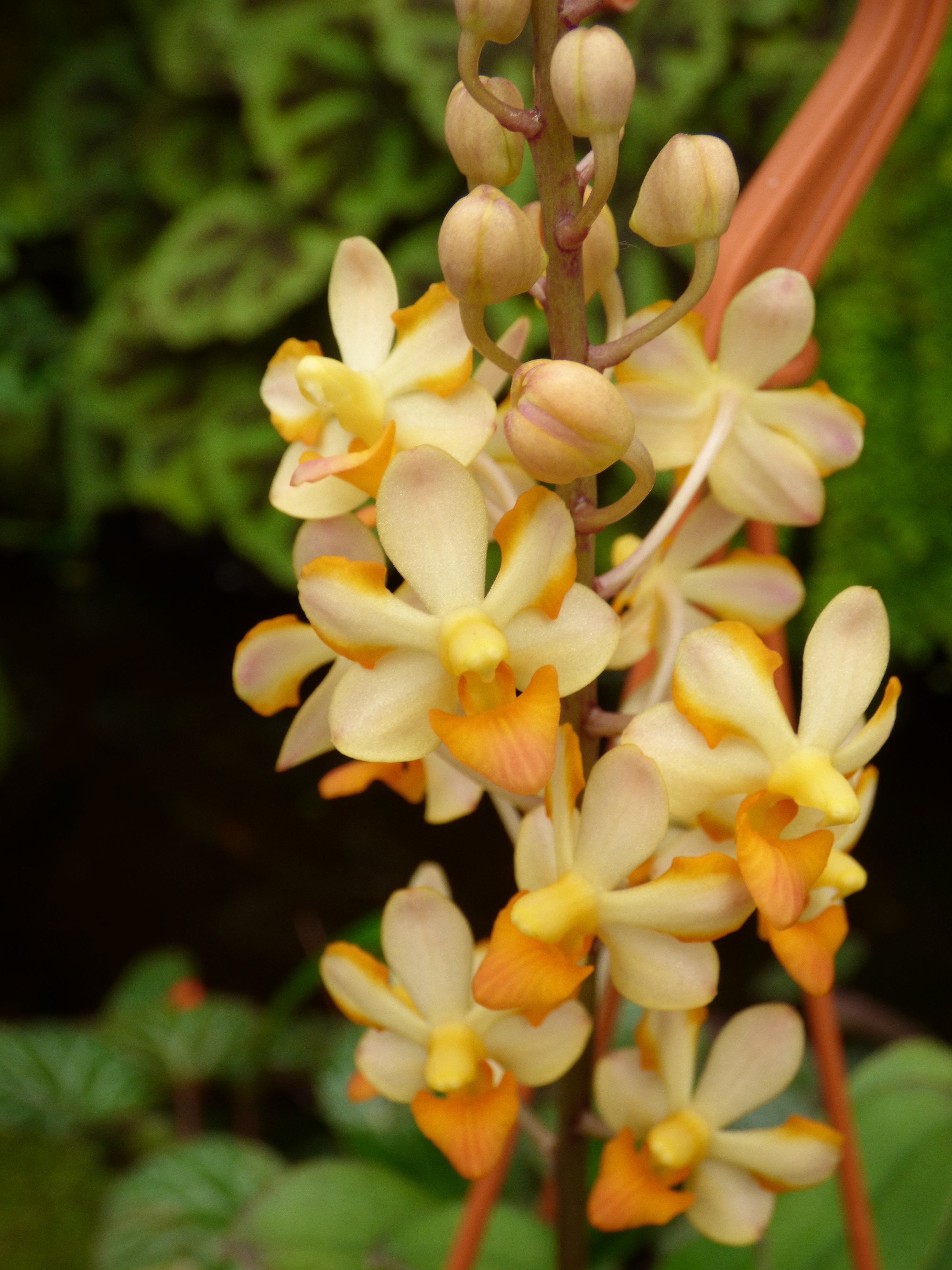 Ascocentrum miniatum x Doritis pulcherrima var. champorensis "White"