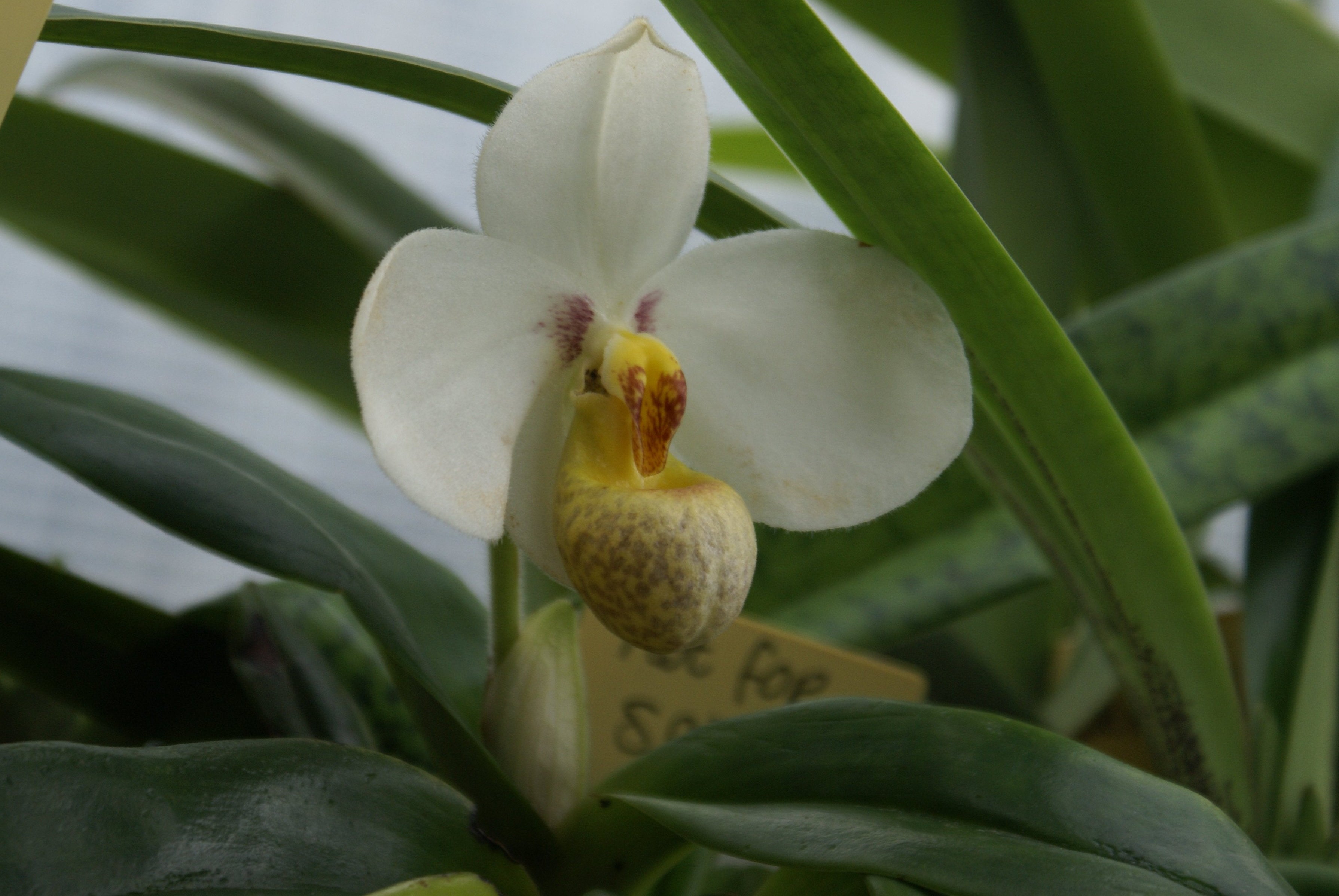 Paphiopedilum emersonii
