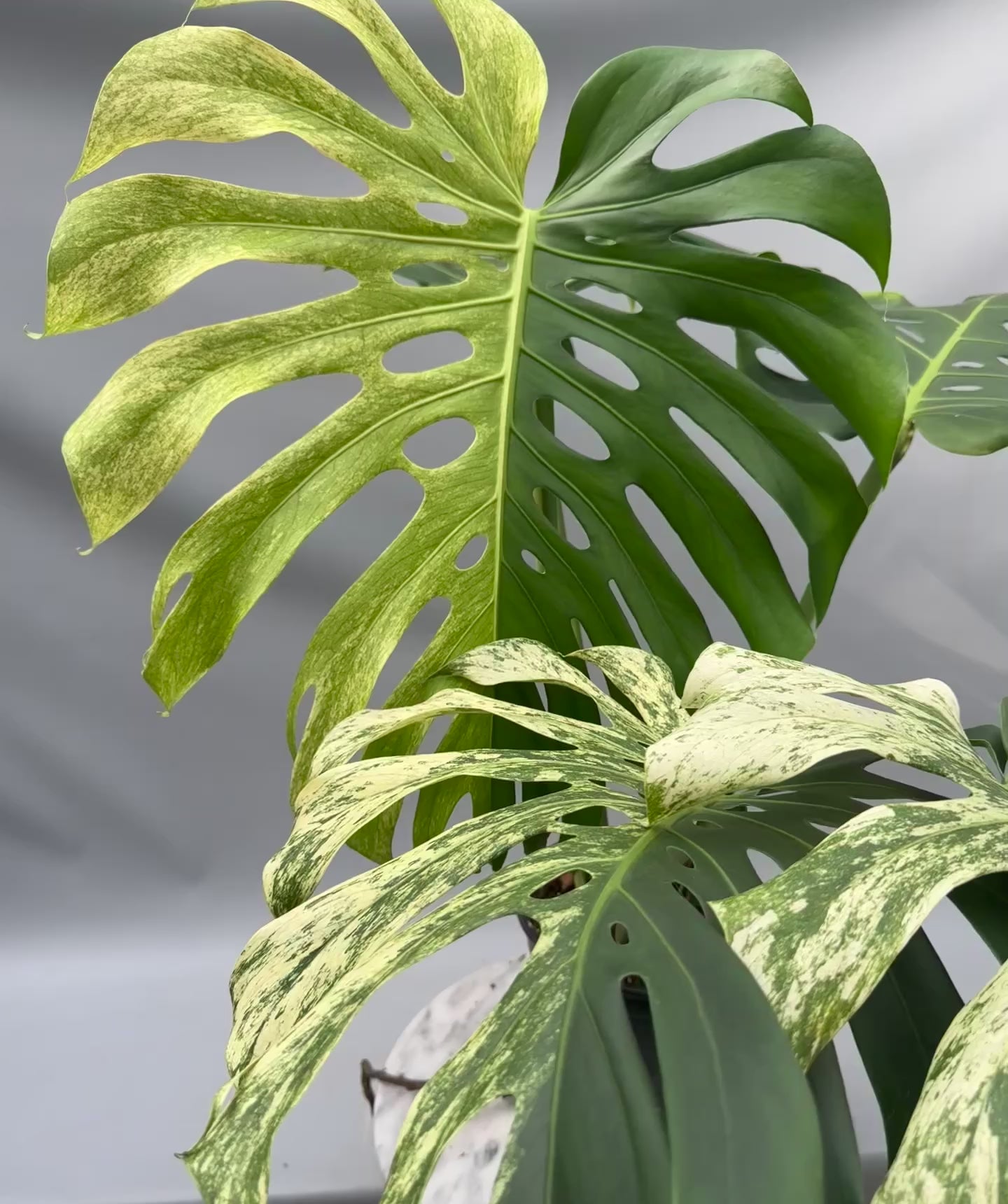 Monstera Full Mint deliciosa borsigiana Variegata (Nr 2)