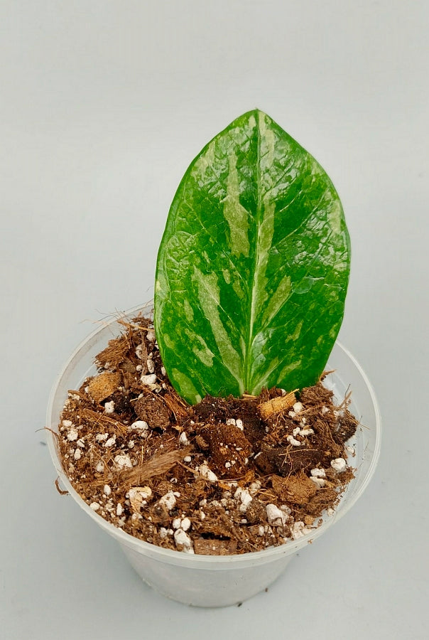 plante zz feuille jaune Zamioculcas zamiifolia Variegated (1 leaf cutting)